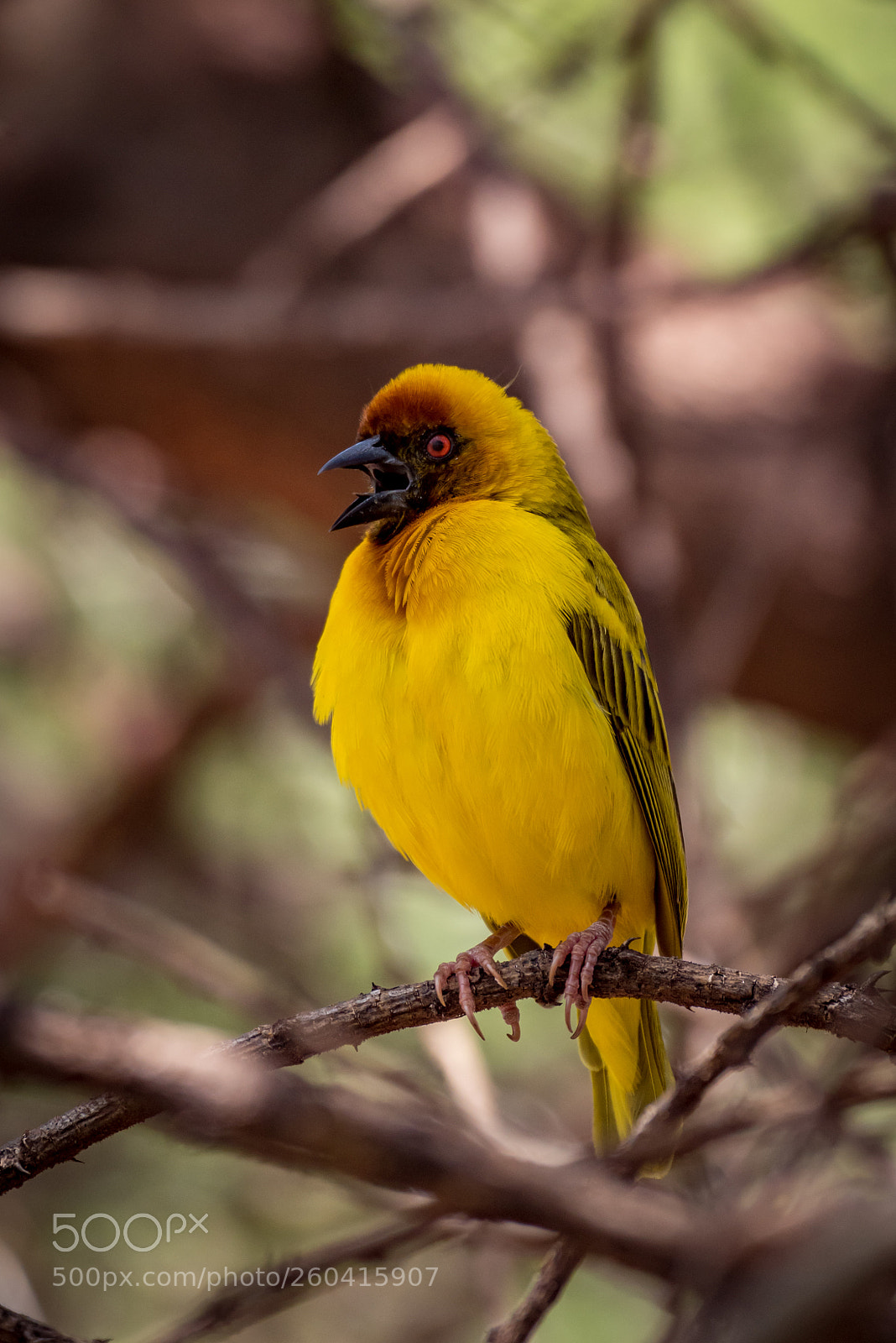 Nikon D810 sample photo. Masked weaver bird opens photography