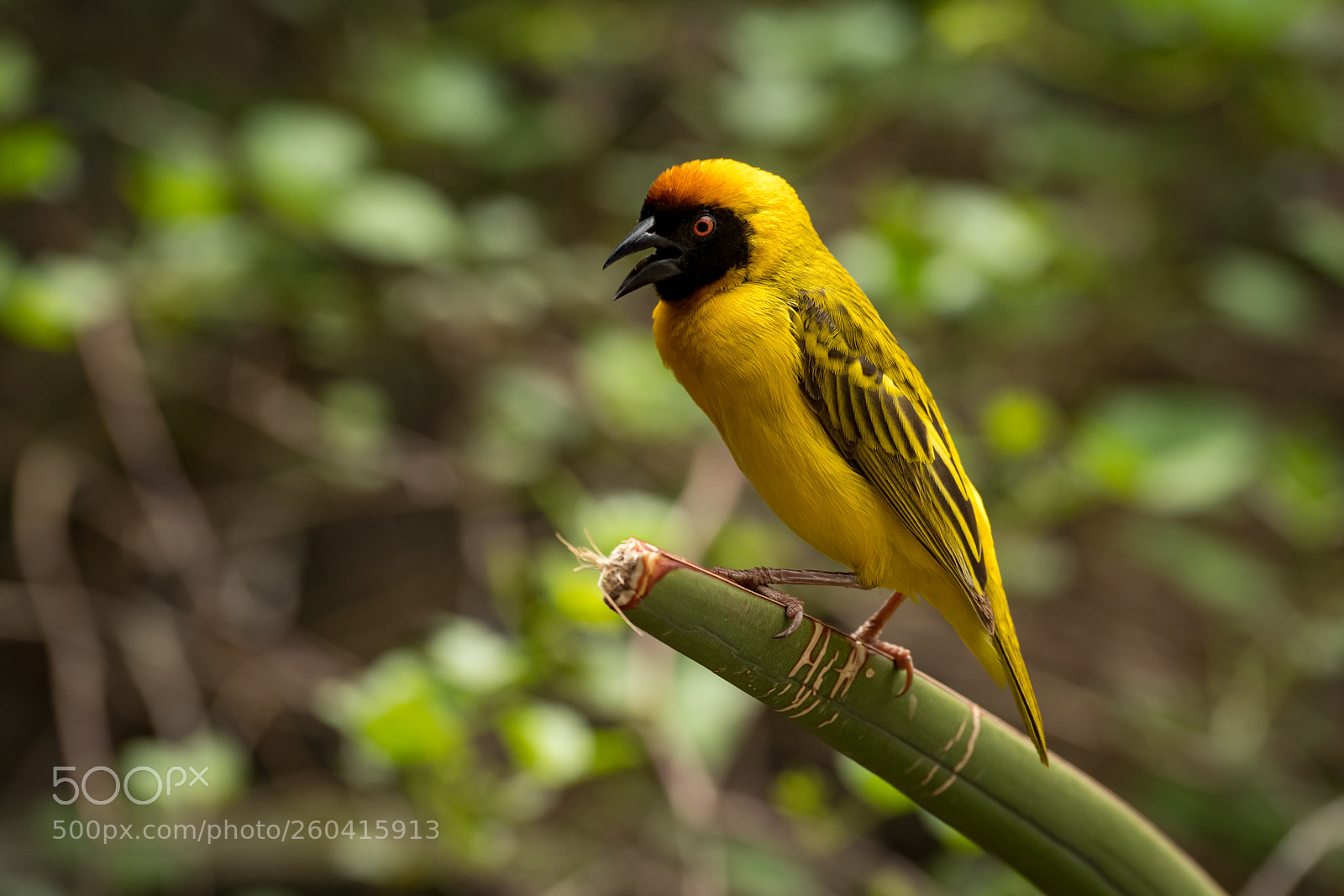 Nikon D850 sample photo. Masked weaver bird perched photography