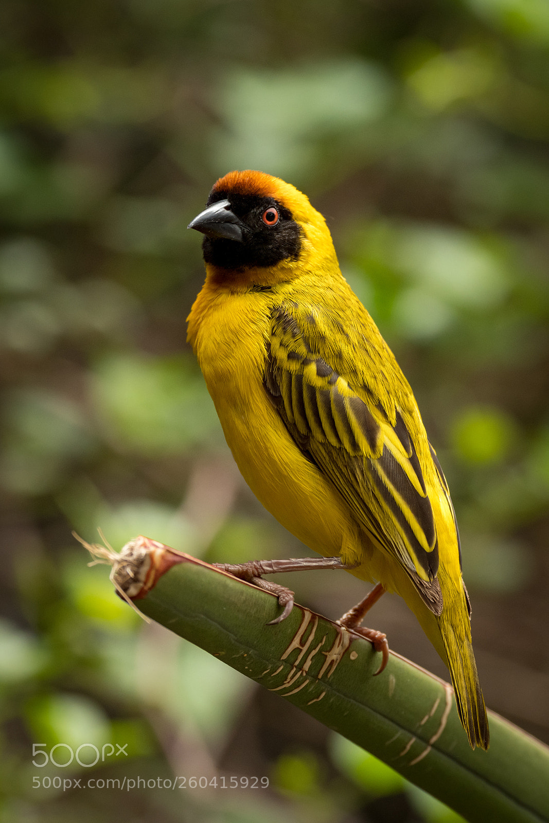 Nikon D850 sample photo. Masked weaver bird standing photography