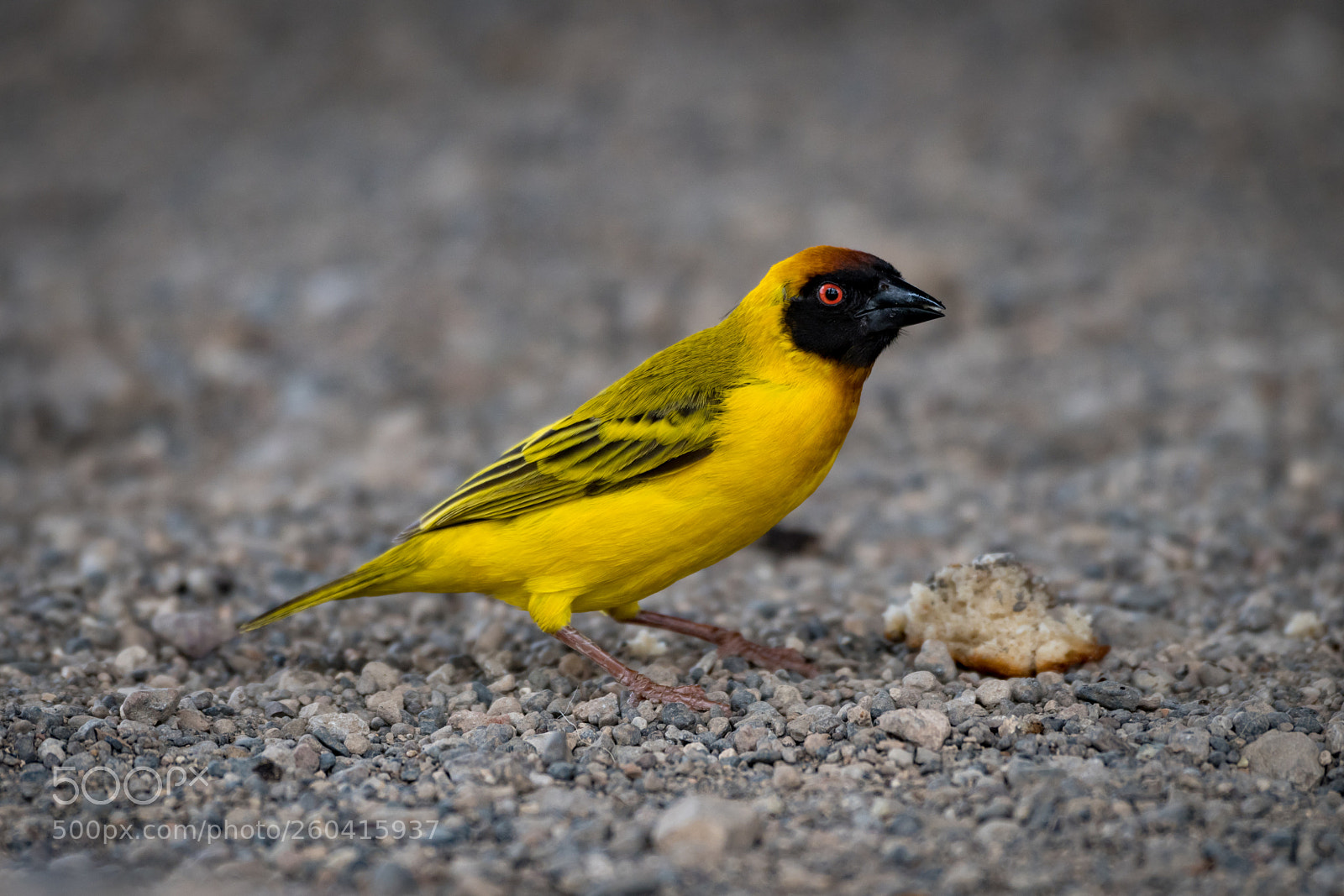 Nikon D850 sample photo. Masked weaver bird with photography