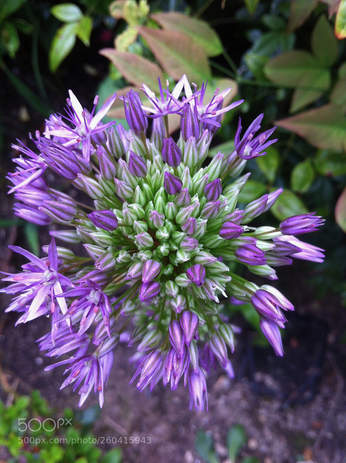 Apple iPhone 4 sample photo. Garden allium photography