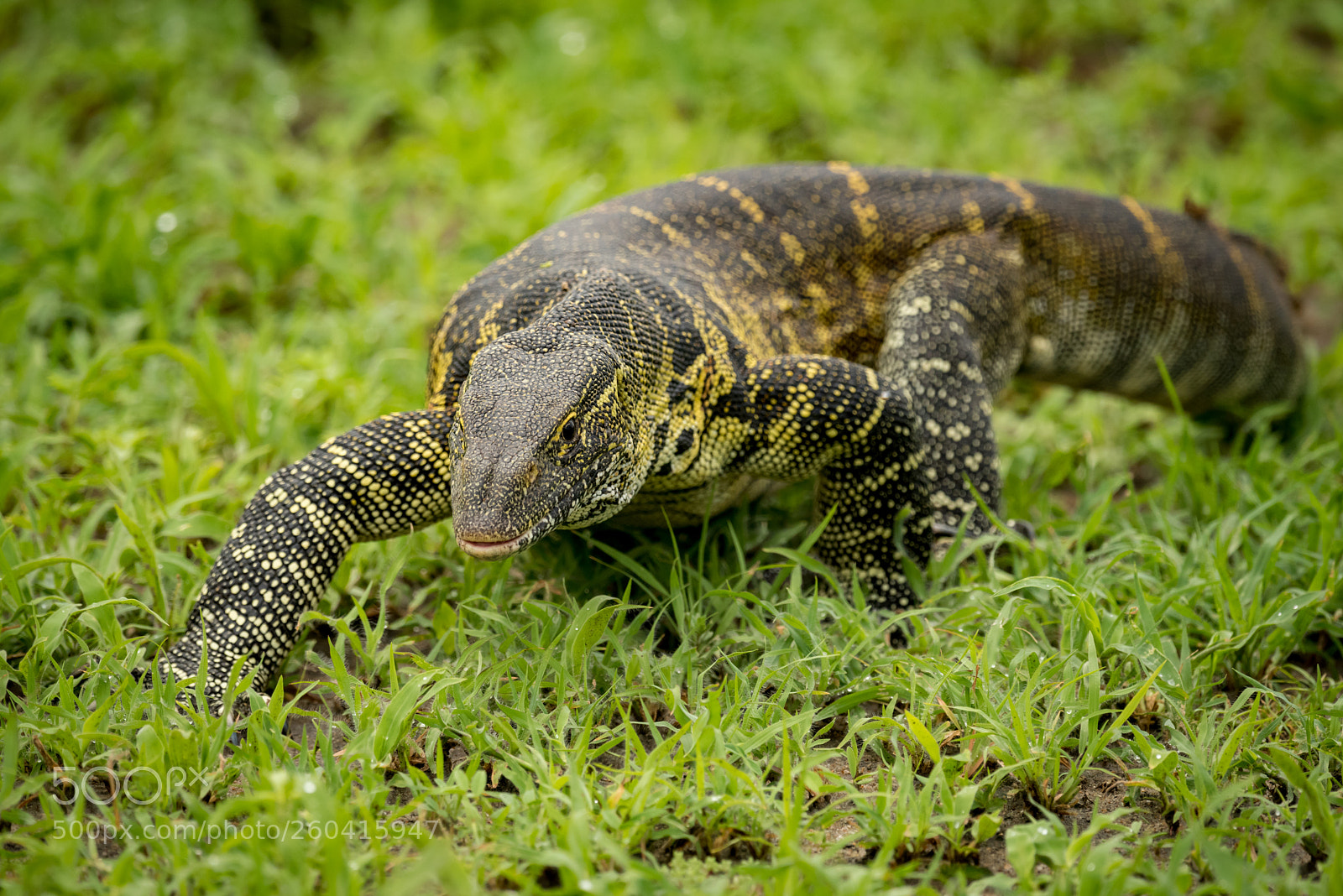 Nikon D810 sample photo. Monitor lizard crawls forward photography