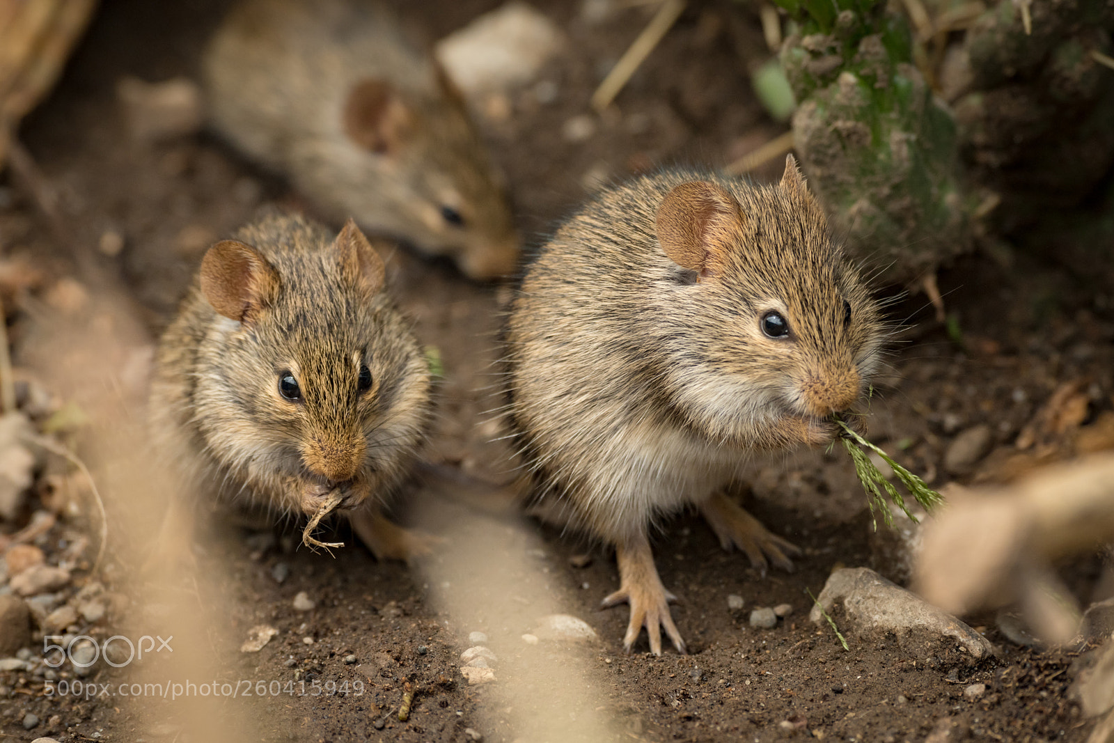 Nikon D850 sample photo. Mice eating among rocks photography