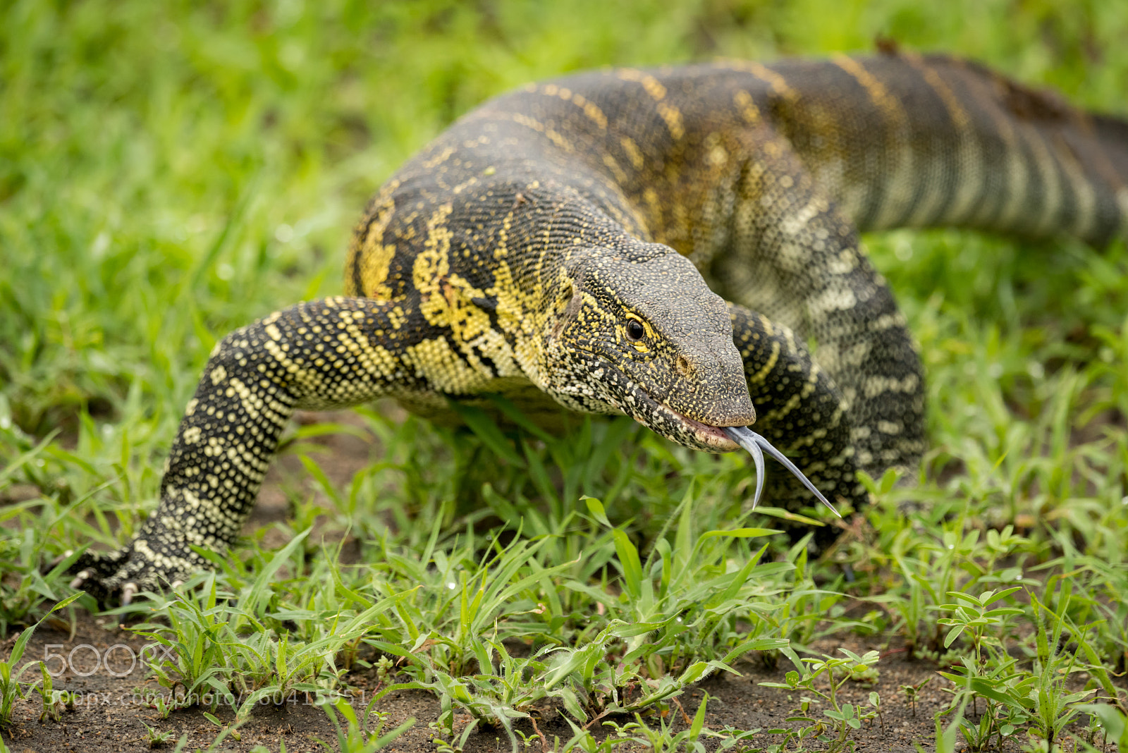Nikon D810 sample photo. Monitor lizard crawls forward photography