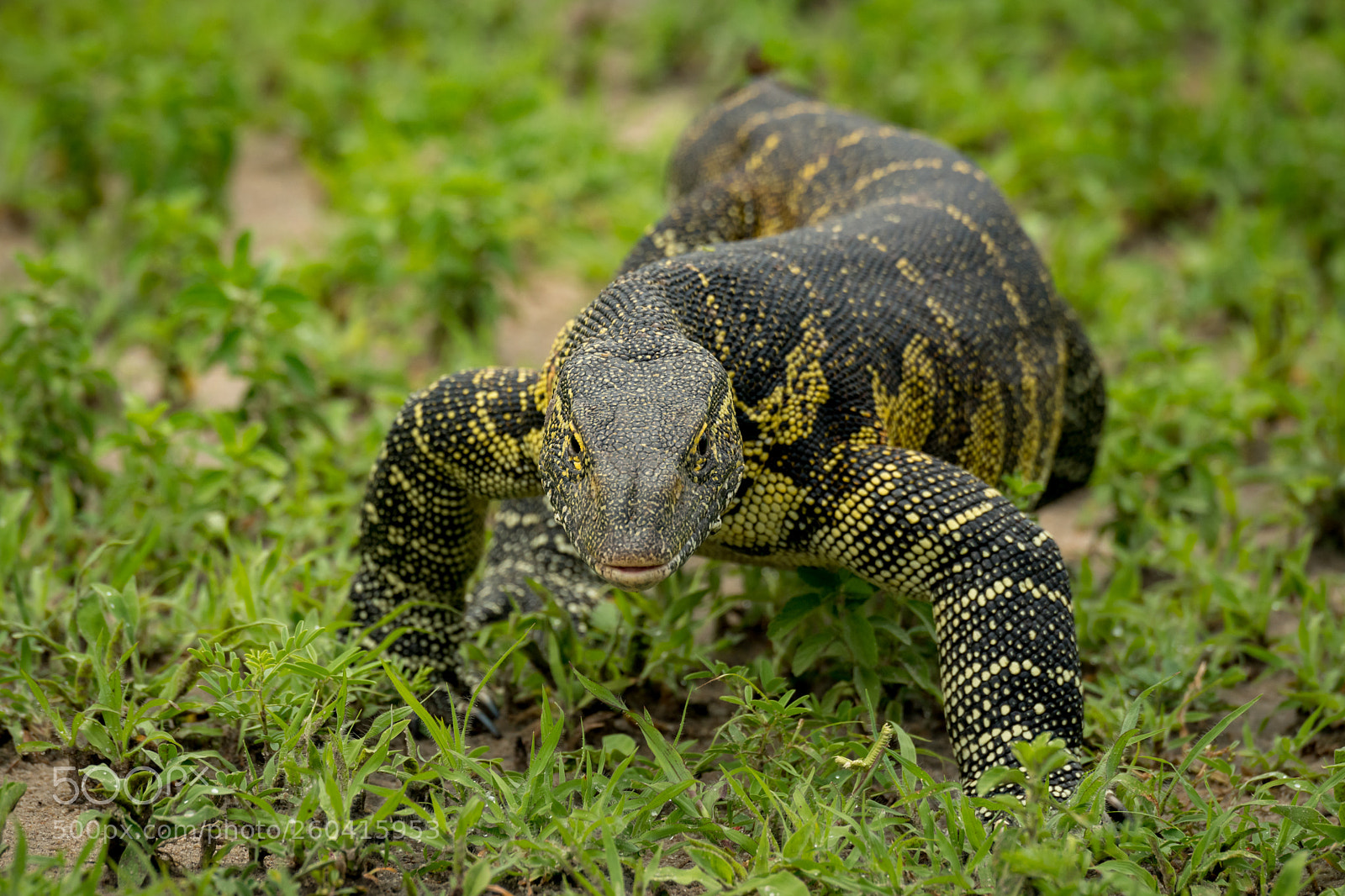 Nikon D850 sample photo. Monitor lizard crawls through photography