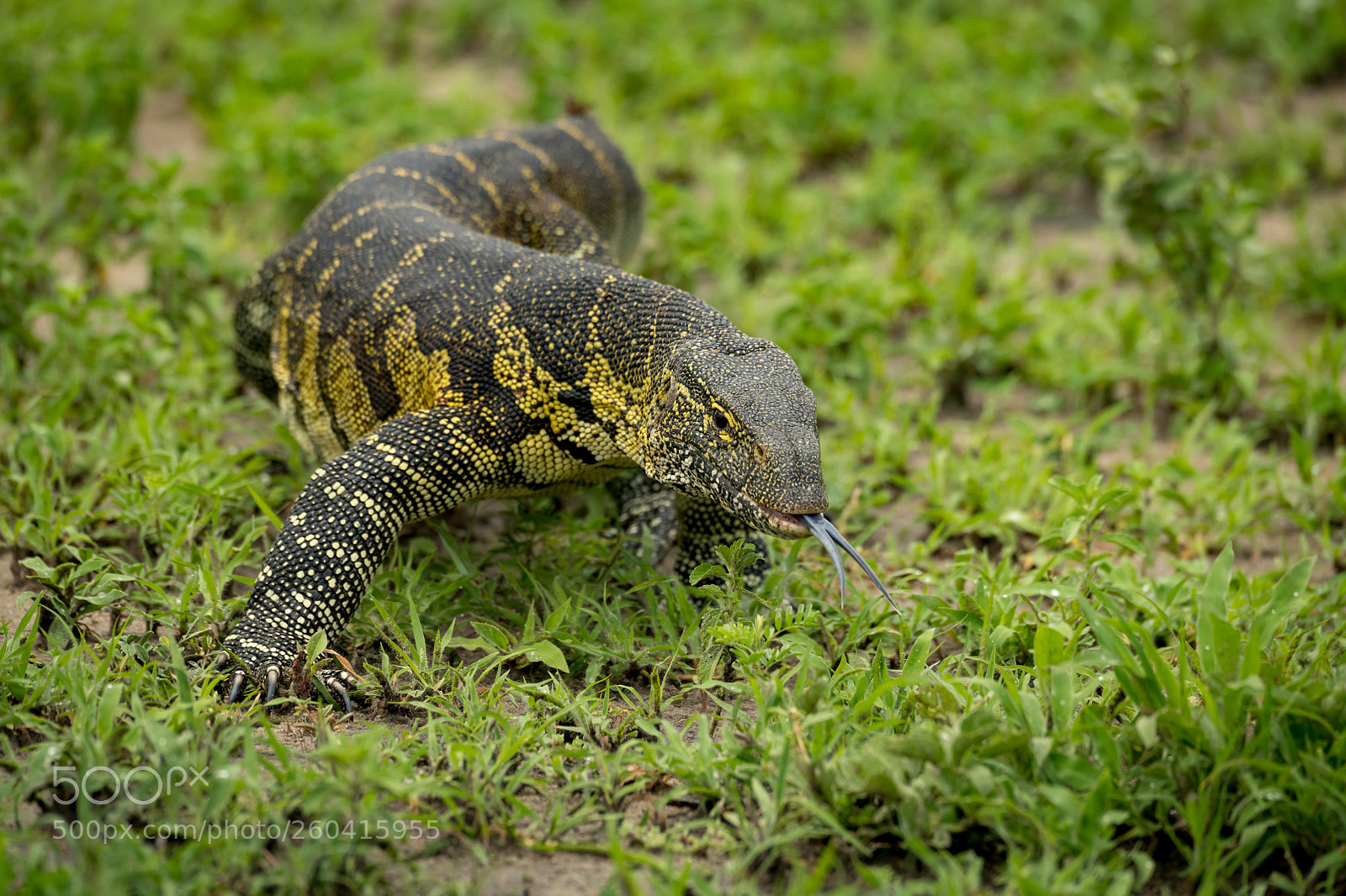 Nikon D850 sample photo. Monitor lizard crawls forward photography
