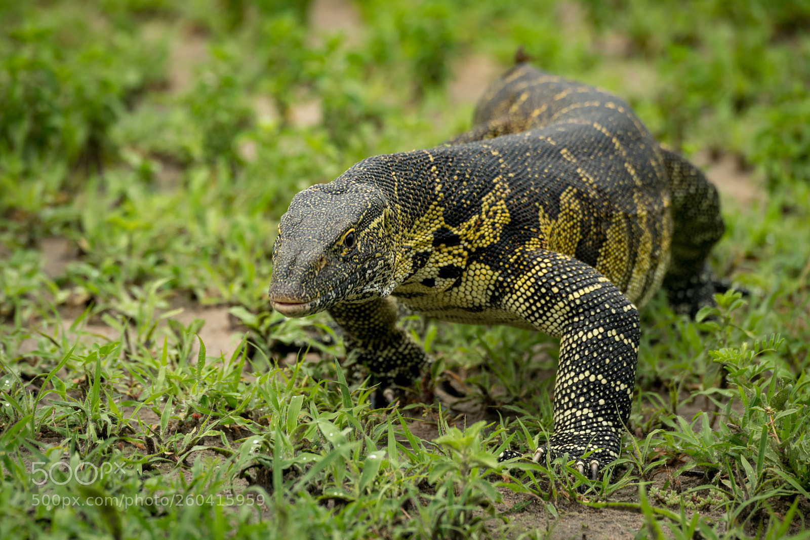 Nikon D850 sample photo. Monitor lizard crawls towards photography