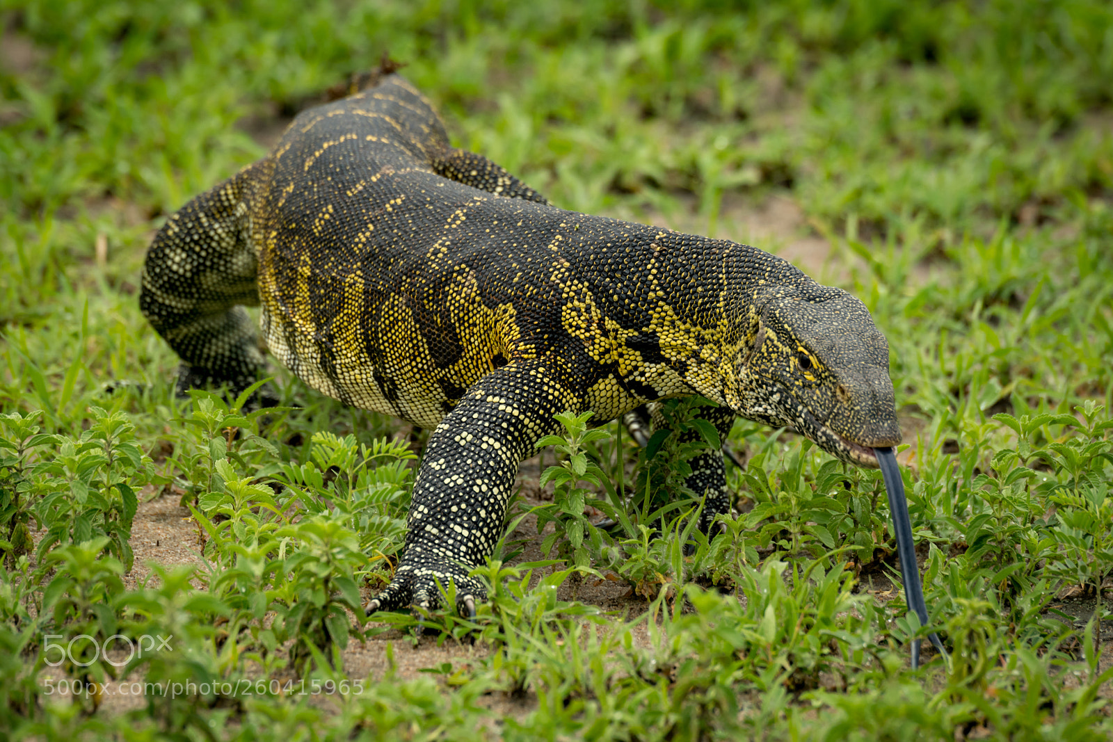 Nikon D850 sample photo. Monitor lizard with tongue photography