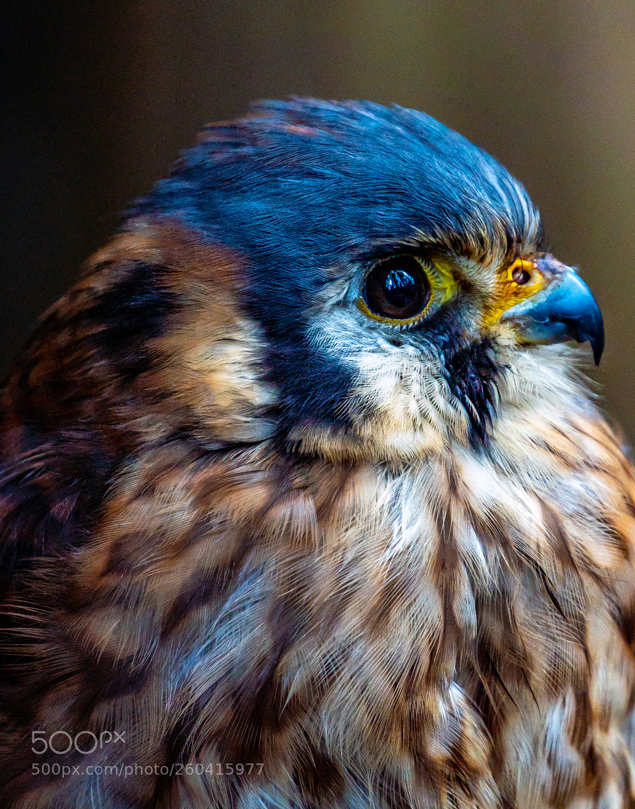Sony a7R III sample photo. A touch of blue photography