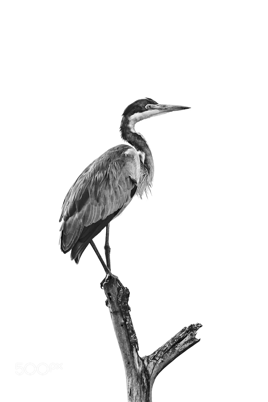 Nikon D850 sample photo. Mono black-headed heron perched photography