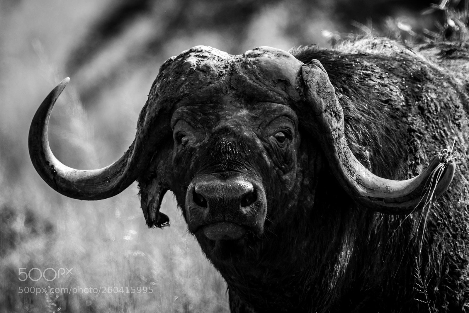 Nikon D810 sample photo. Mono close-up of cape photography
