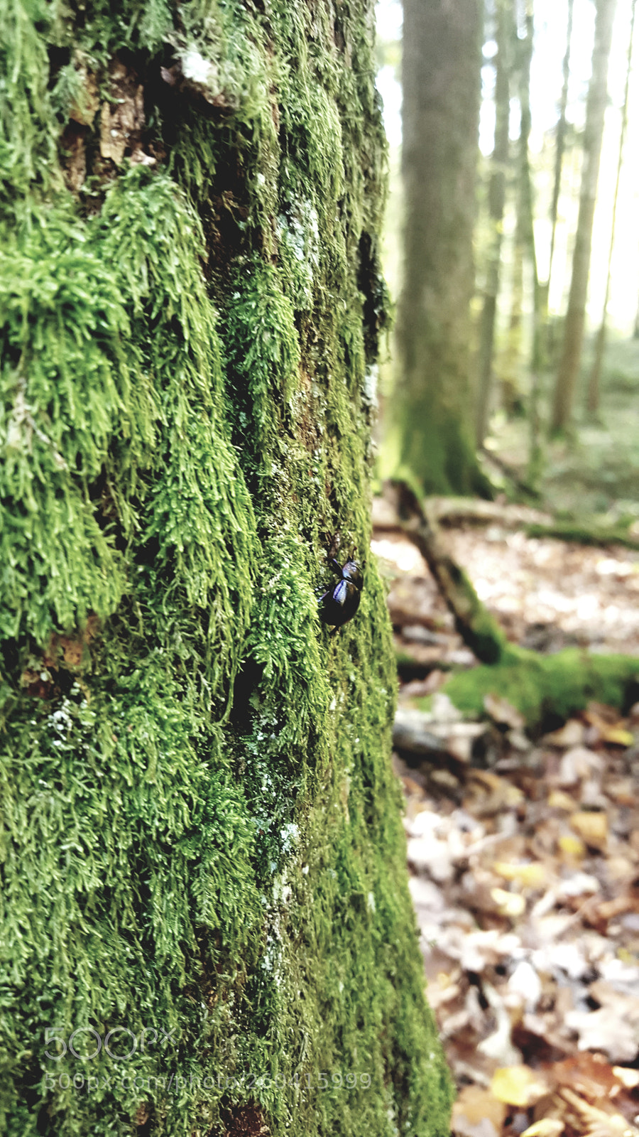 Samsung GALAXY S6 edge sample photo. Climbing up the tree photography