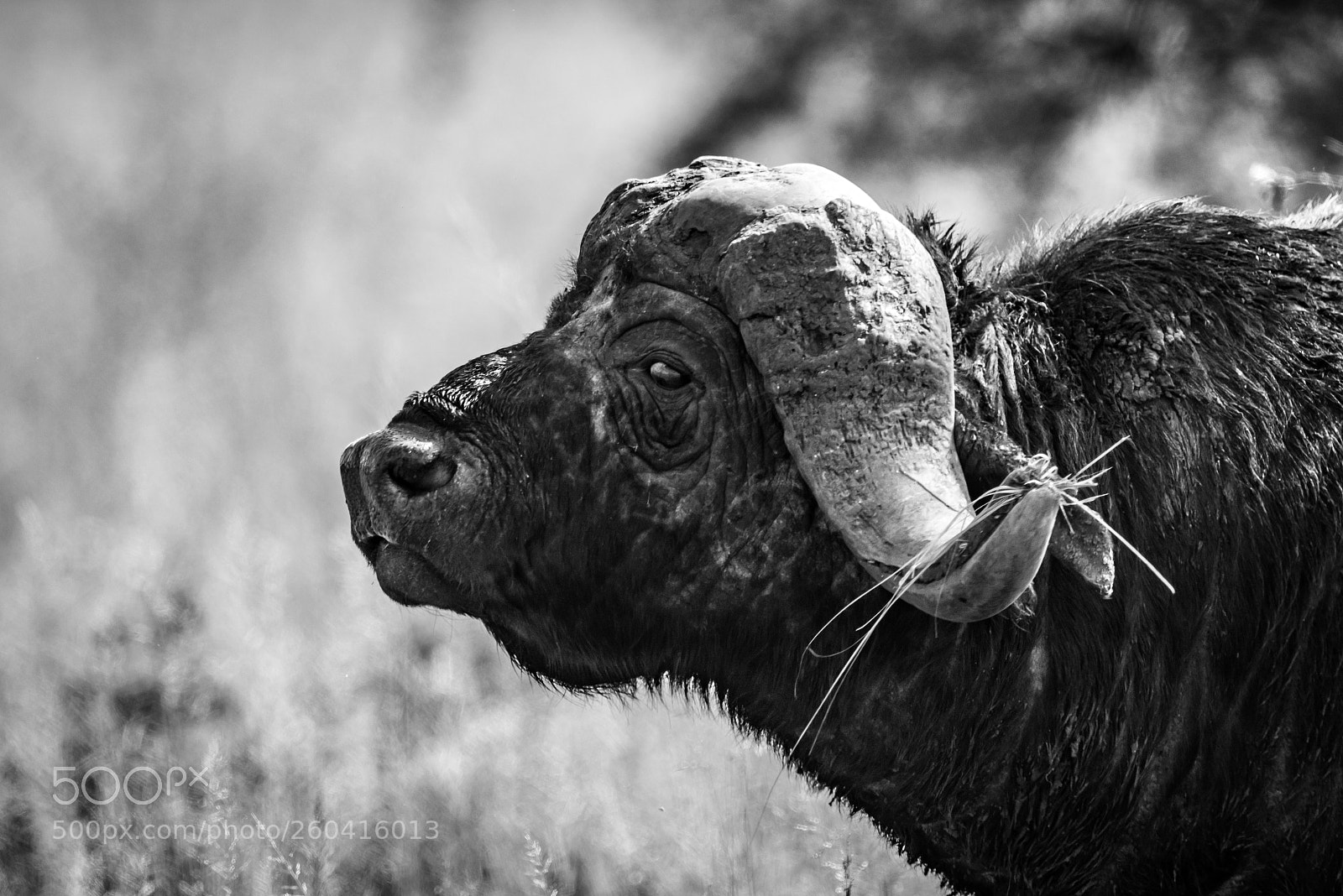 Nikon D810 sample photo. Mono close-up of cape photography