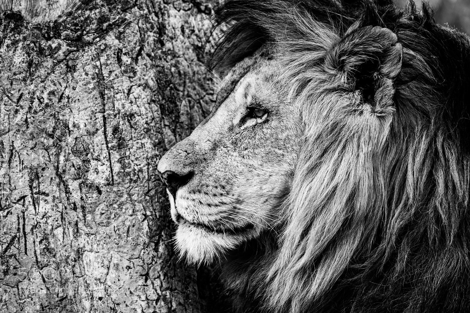 Nikon D810 sample photo. Mono close-up of male photography