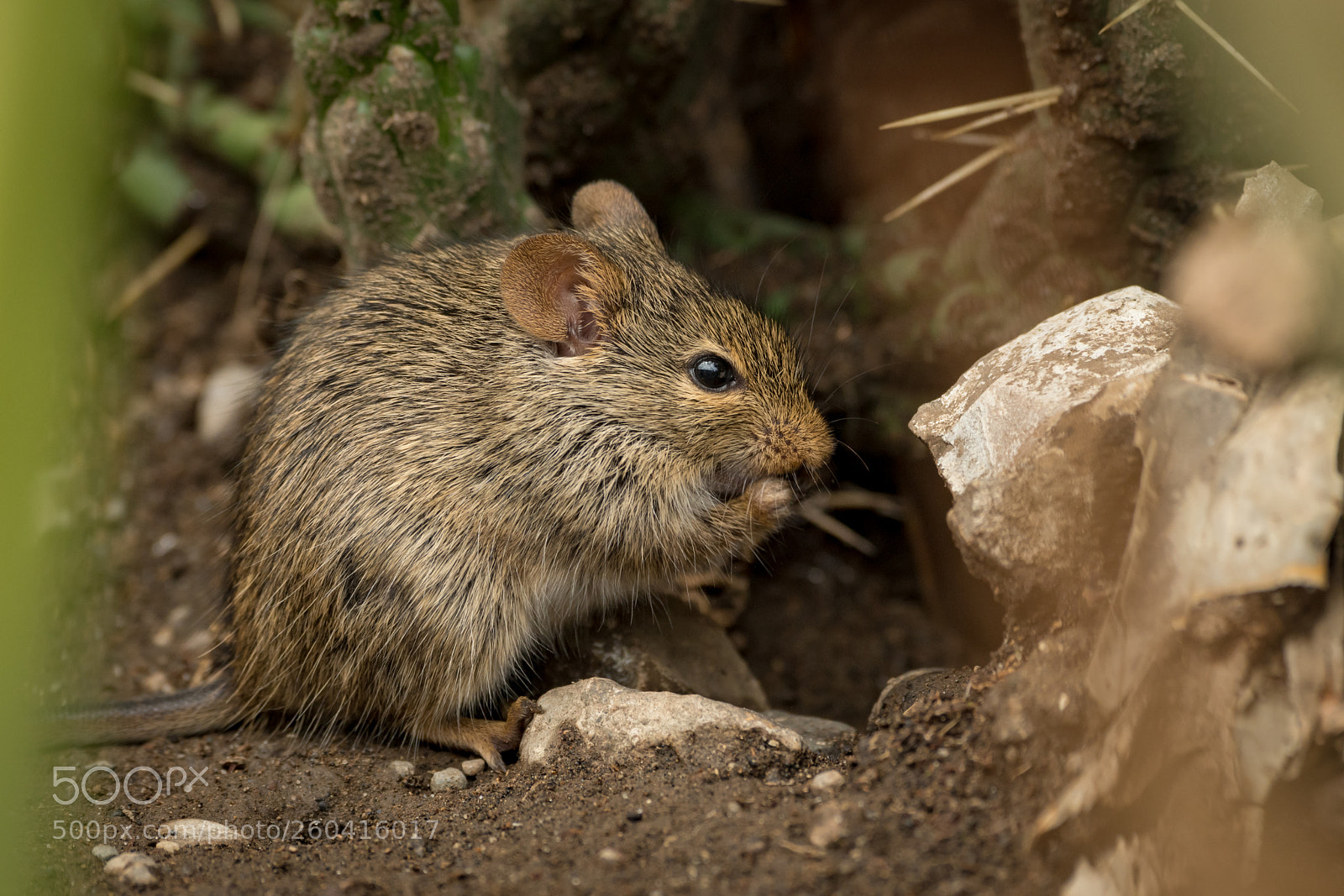 Nikon D850 sample photo. Mouse eating among rocks photography