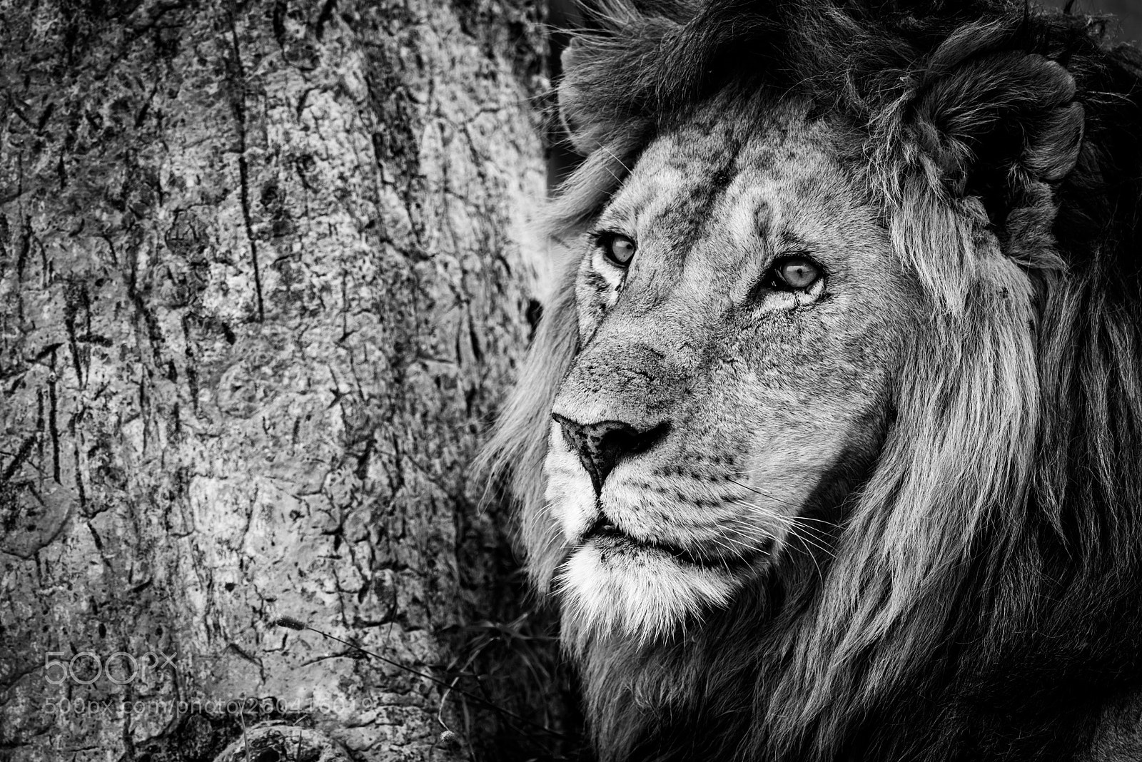 Nikon D810 sample photo. Mono close-up of male photography