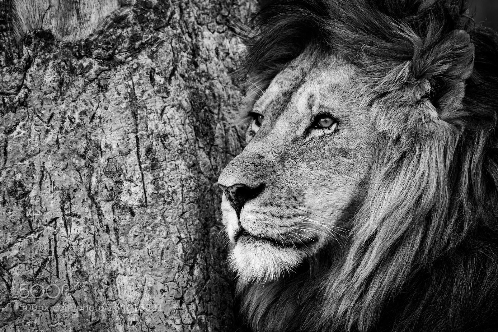Nikon D810 sample photo. Mono close-up of male photography