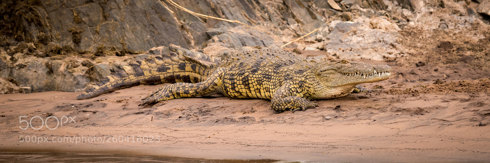 Nikon D810 sample photo. Nile crocodile on sandy photography