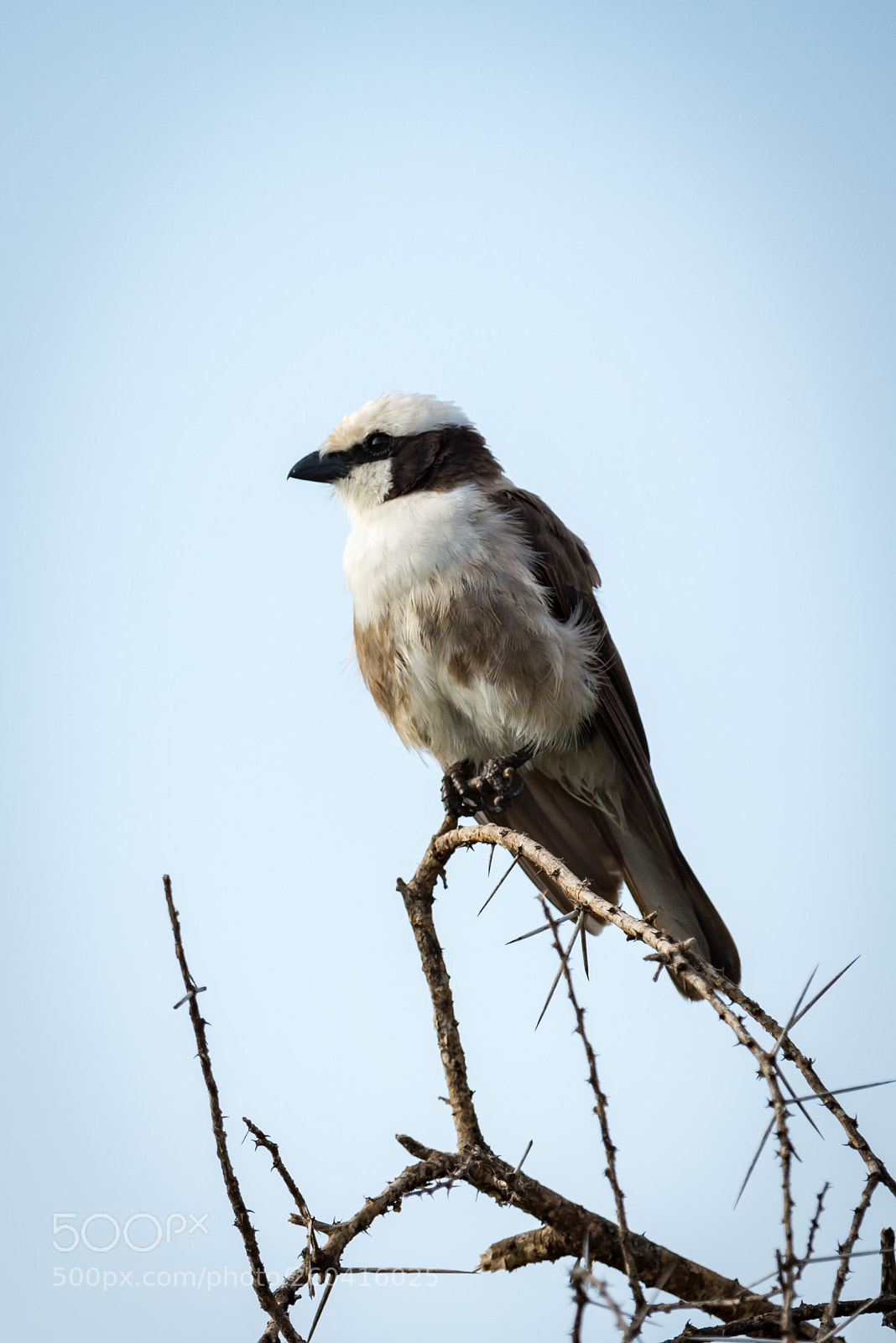 Nikon D810 sample photo. Northern white-crowned shrike looking photography