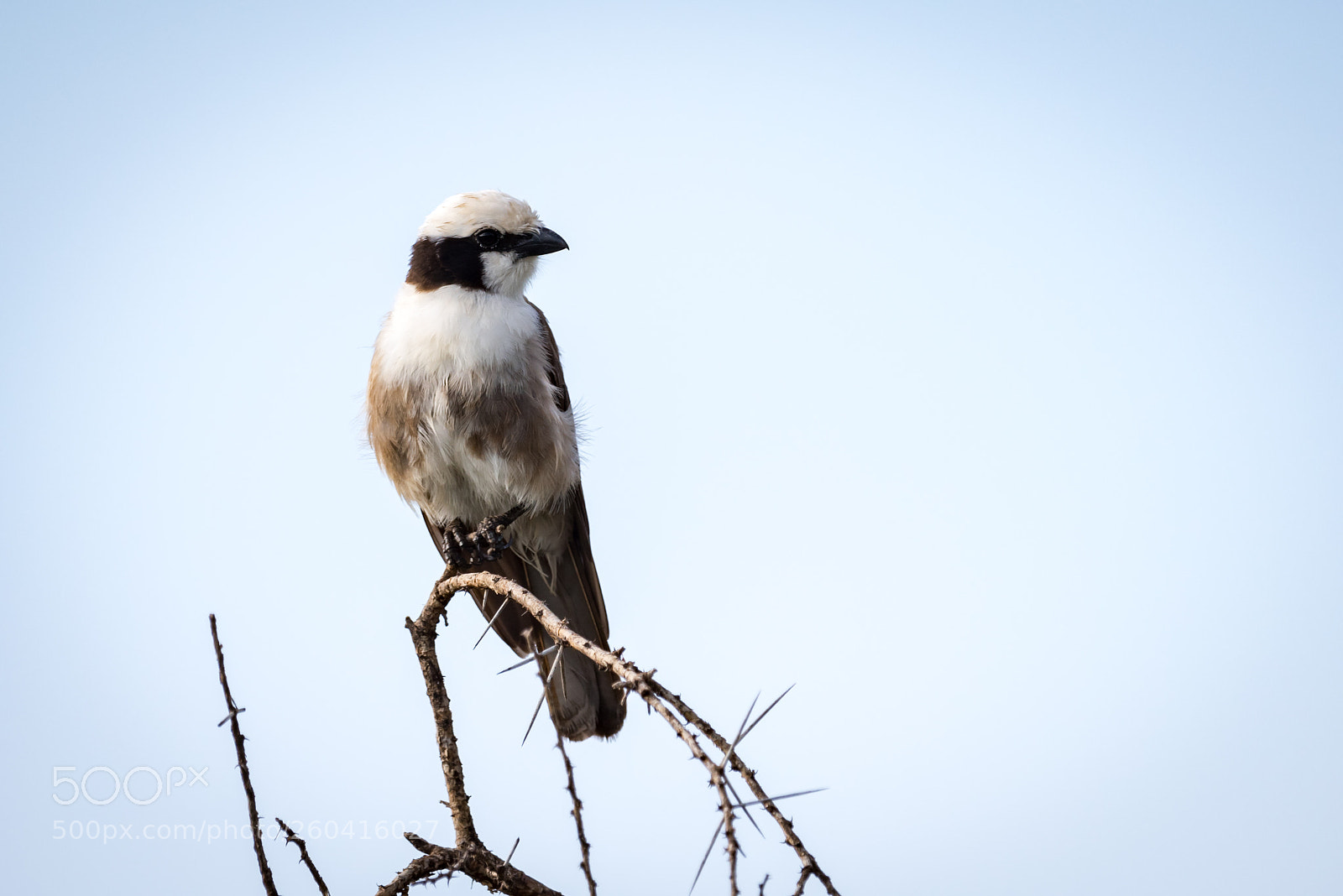 Nikon D810 sample photo. Northern white-crowned shrike looking photography