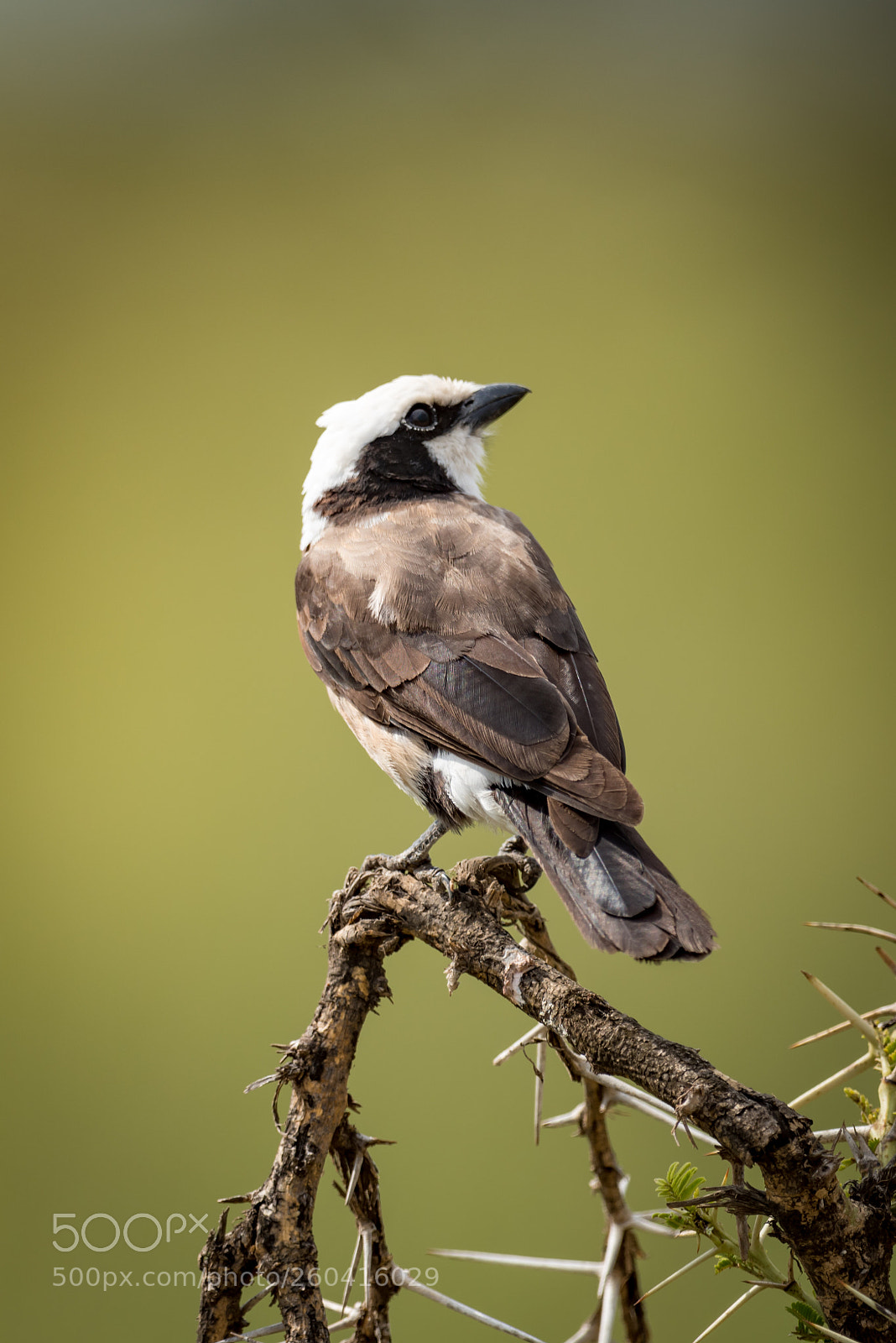 Nikon D810 sample photo. Northern white-crowned shrike looking photography