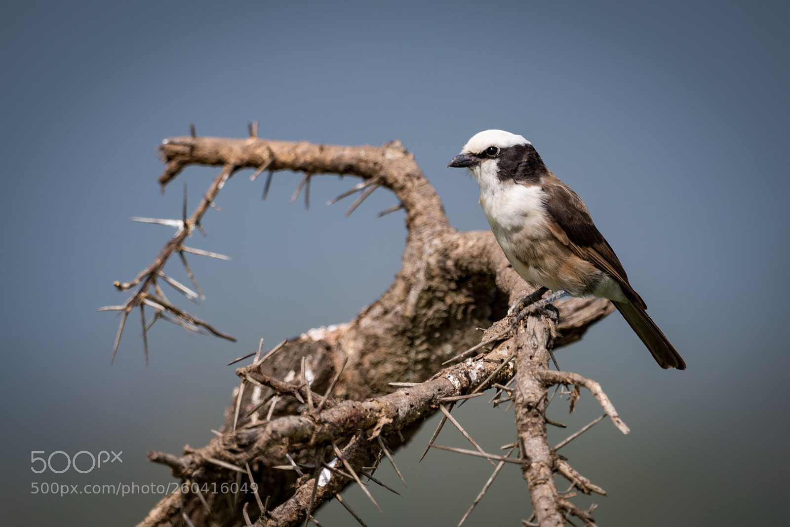 Nikon D810 sample photo. Northern white-crowned shrike perched photography
