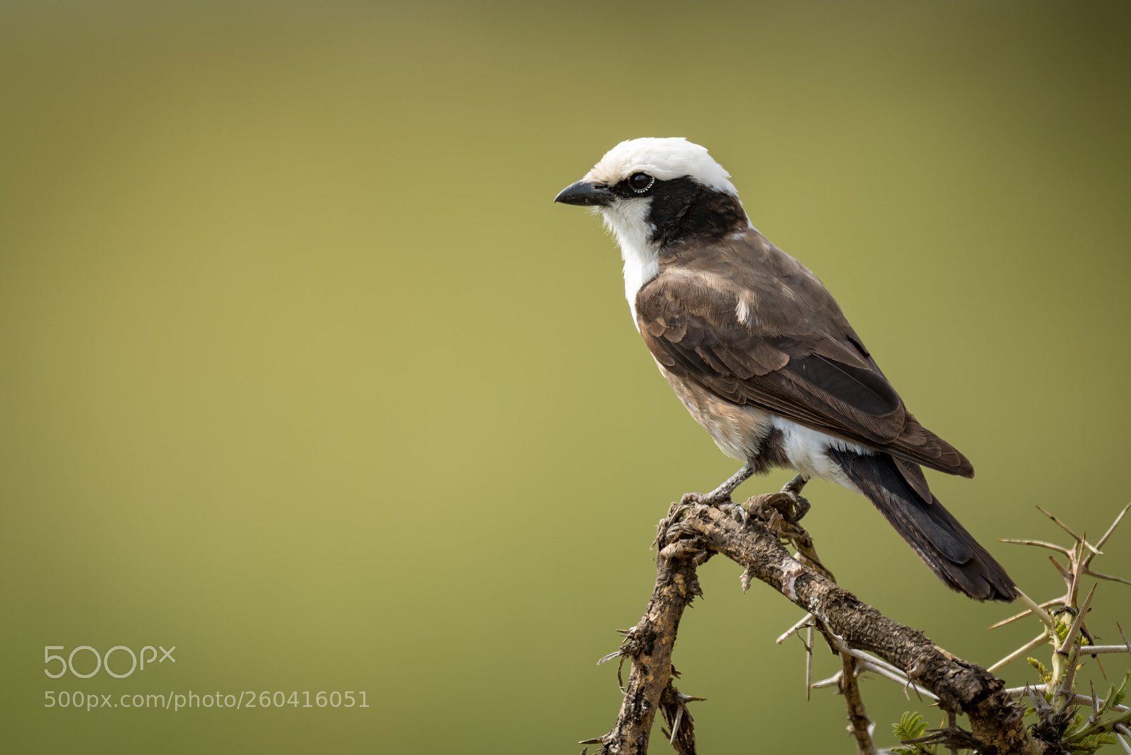 Nikon D810 sample photo. Northern white-crowned shrike on photography