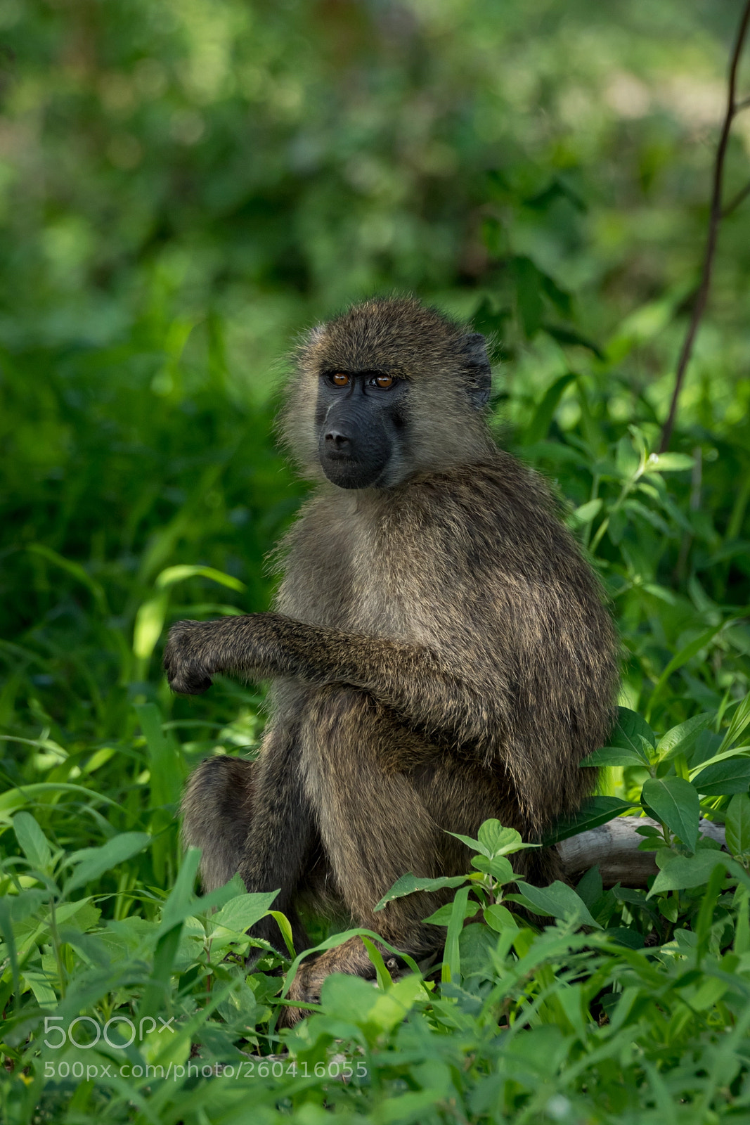 Nikon D850 sample photo. Olive baboon in grass photography