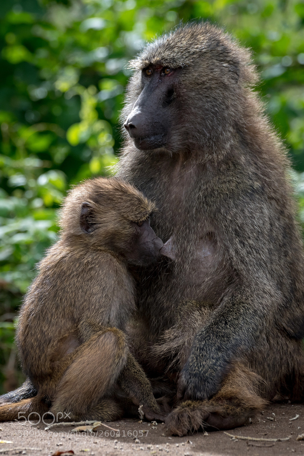 Nikon D850 sample photo. Olive baboon mother nurses photography