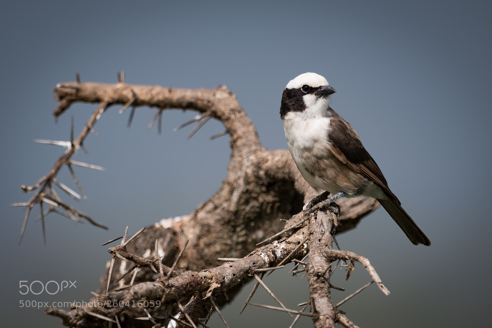 Nikon D810 sample photo. Northern white-crowned shrike turns photography