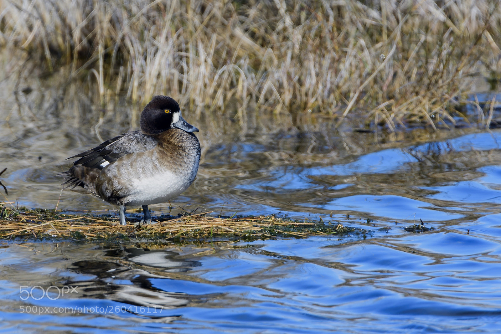 Nikon D500 sample photo. Lesser scaup photography