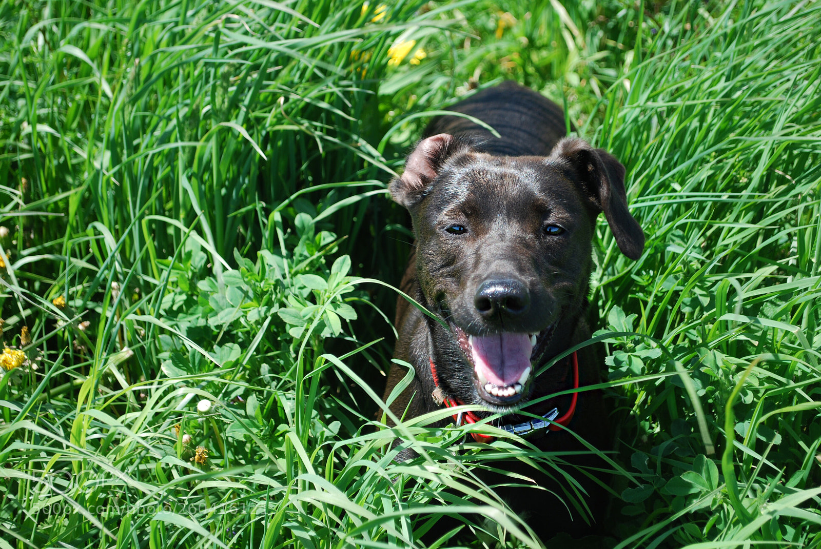 Nikon D60 sample photo. Lady- fun in the photography