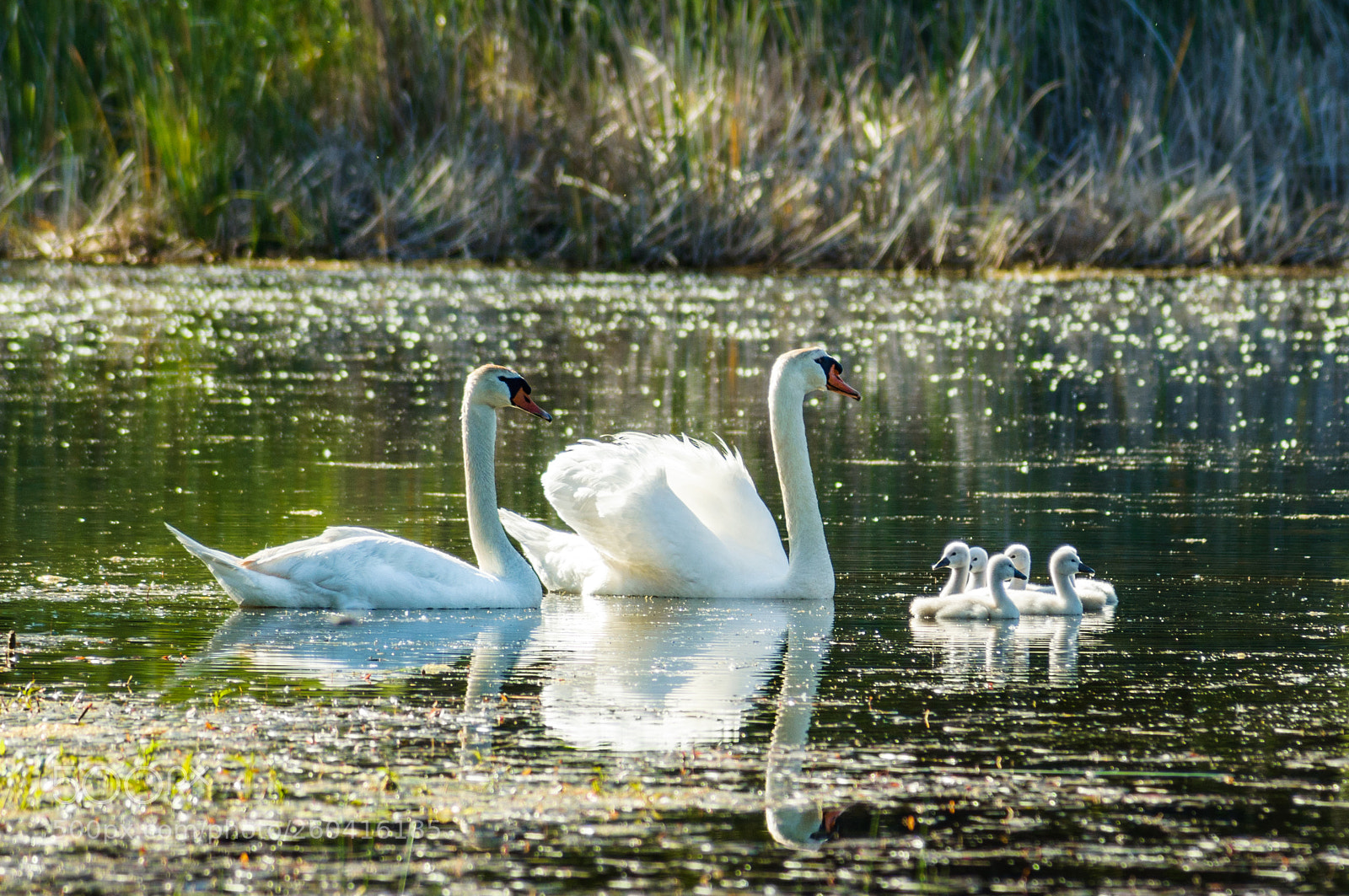 Nikon D90 sample photo. Eight swans a' swimming photography