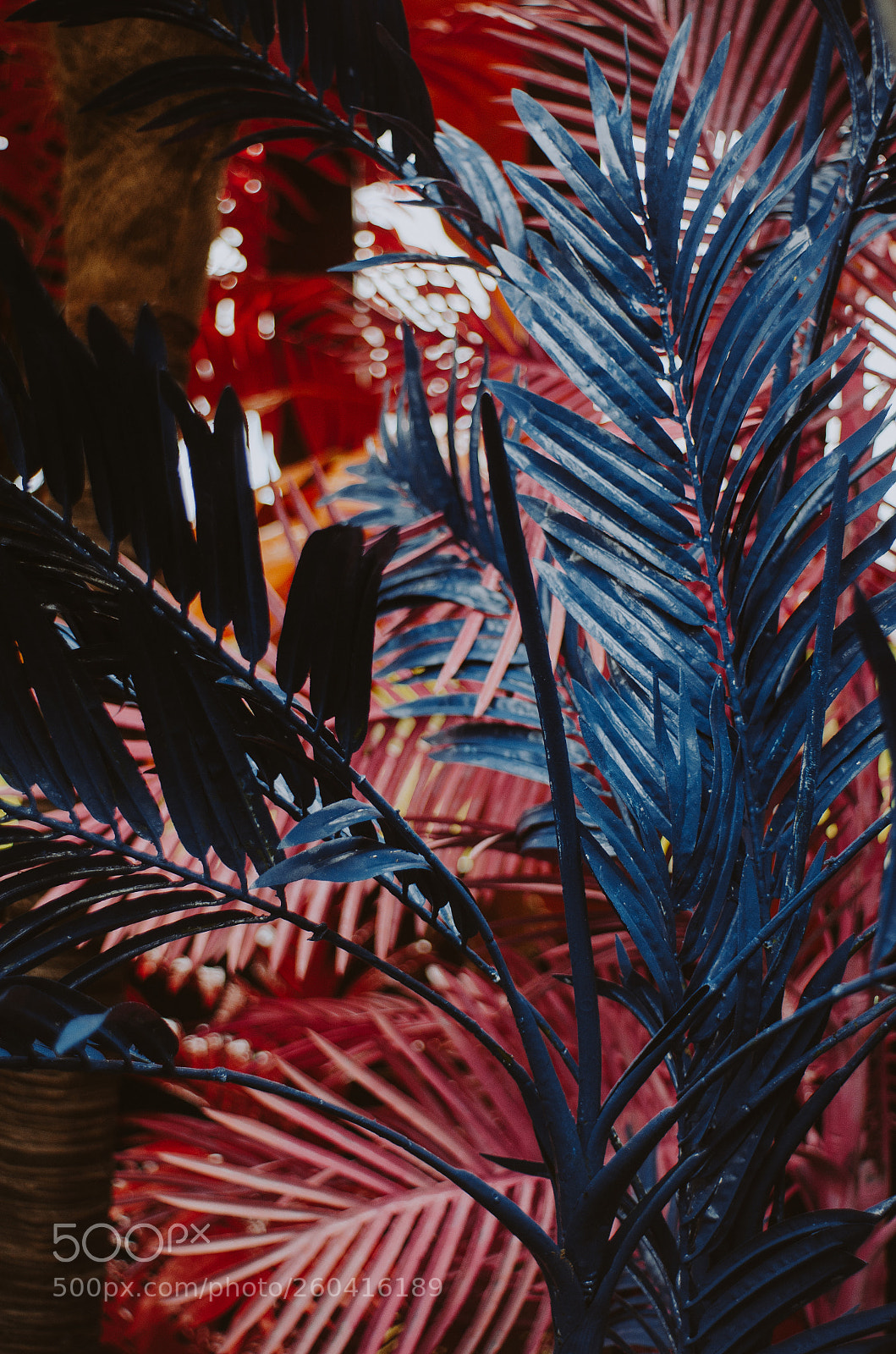Nikon D7000 sample photo. Colour photography