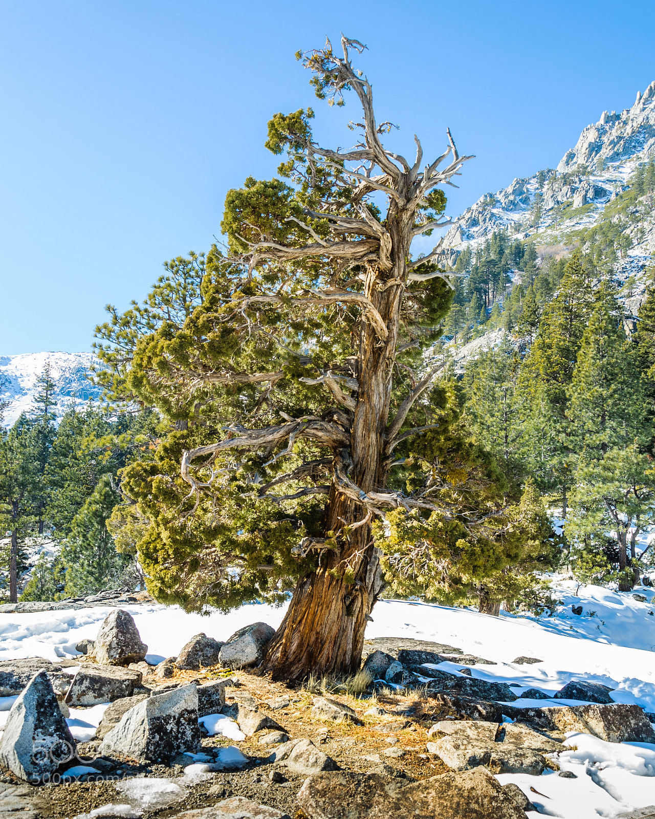 Nikon D90 sample photo. Twisted pine photography
