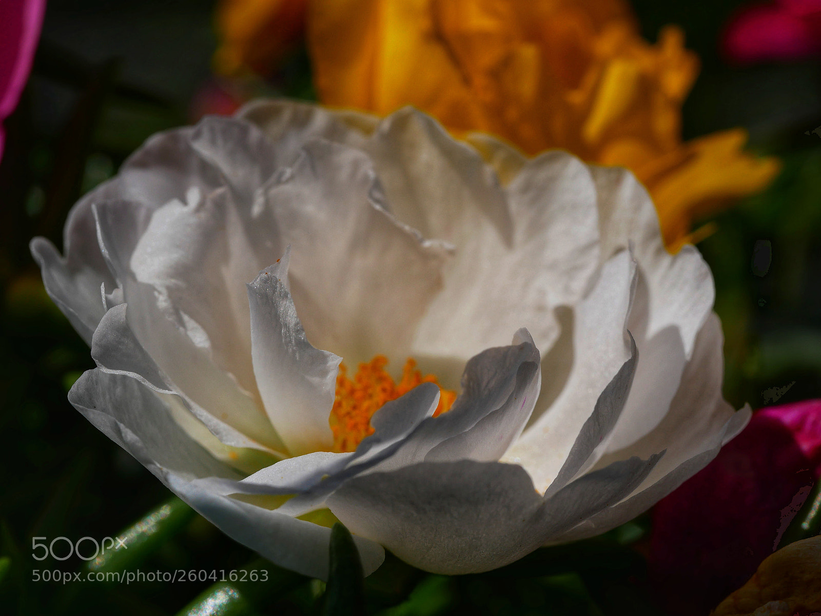 Panasonic Lumix DMC-GX85 (Lumix DMC-GX80 / Lumix DMC-GX7 Mark II) sample photo. .. photography