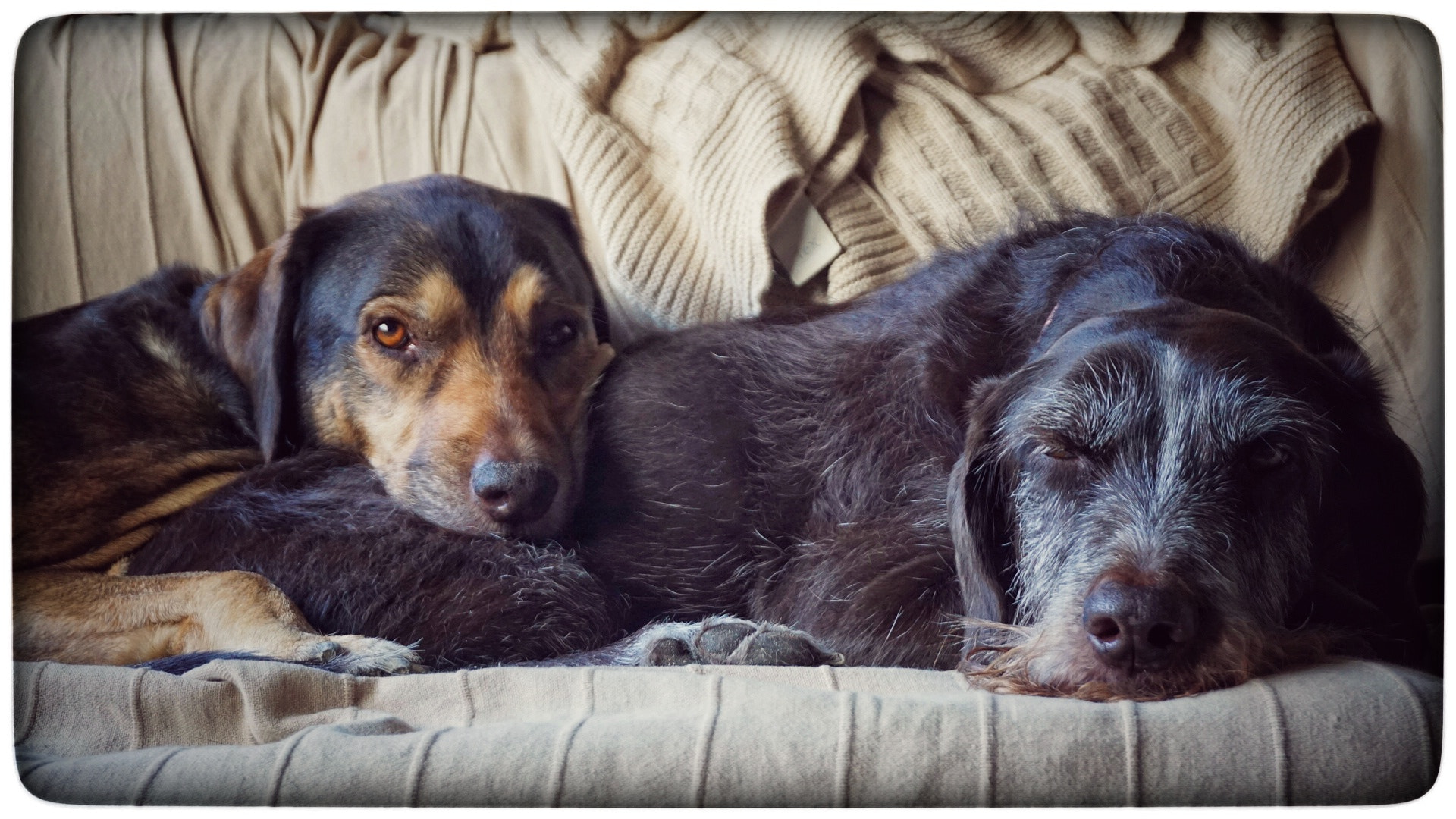 Sony a5100 sample photo. Toffe & chana photography