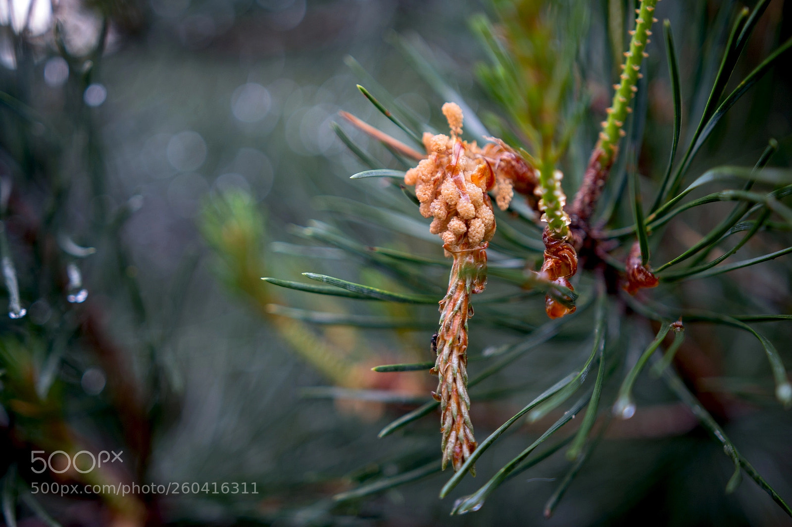 Nikon D7100 sample photo. Shoots of pine photography