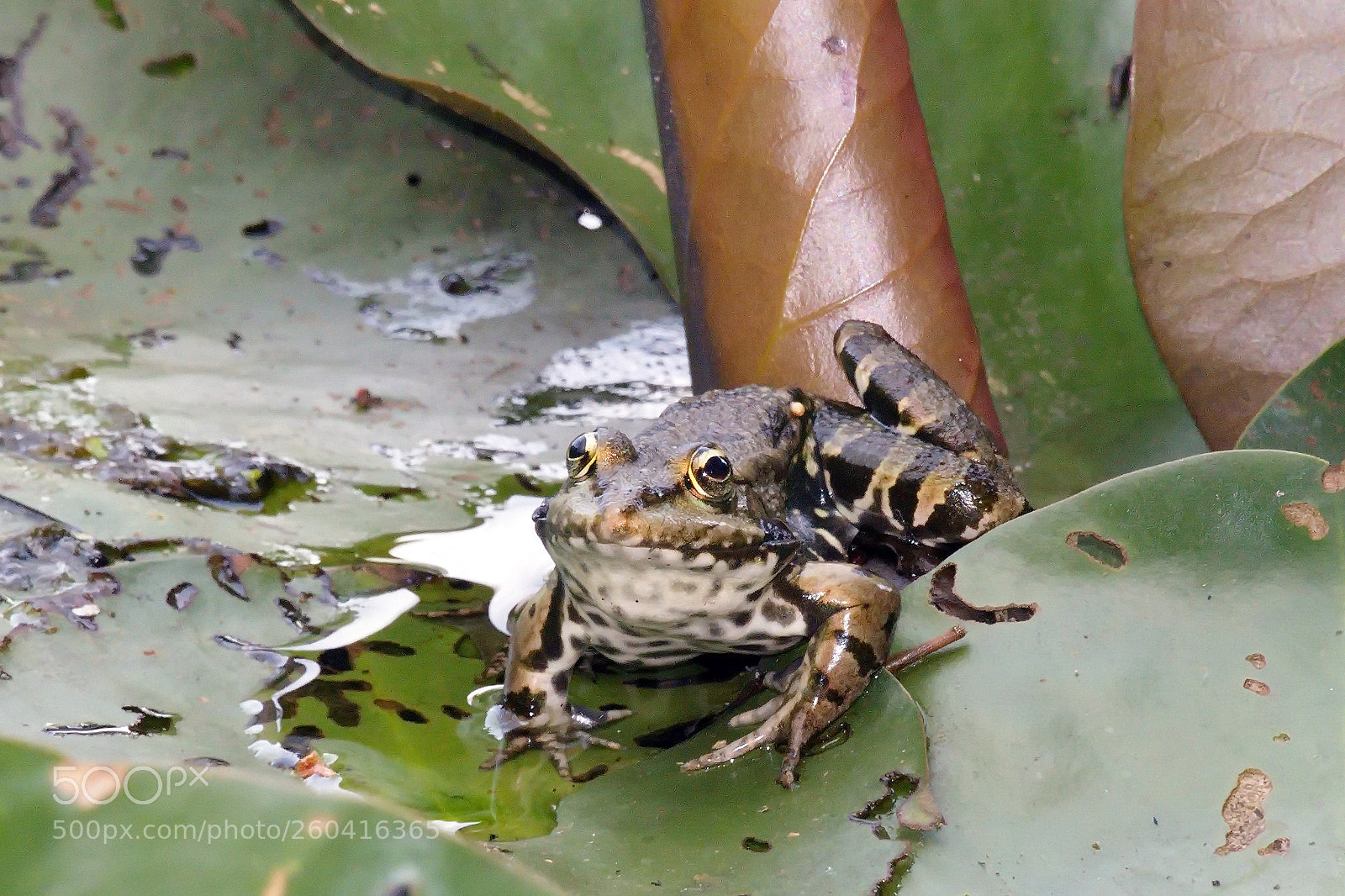 Panasonic Lumix DMC-FZ1000 sample photo. Bbbg () photography