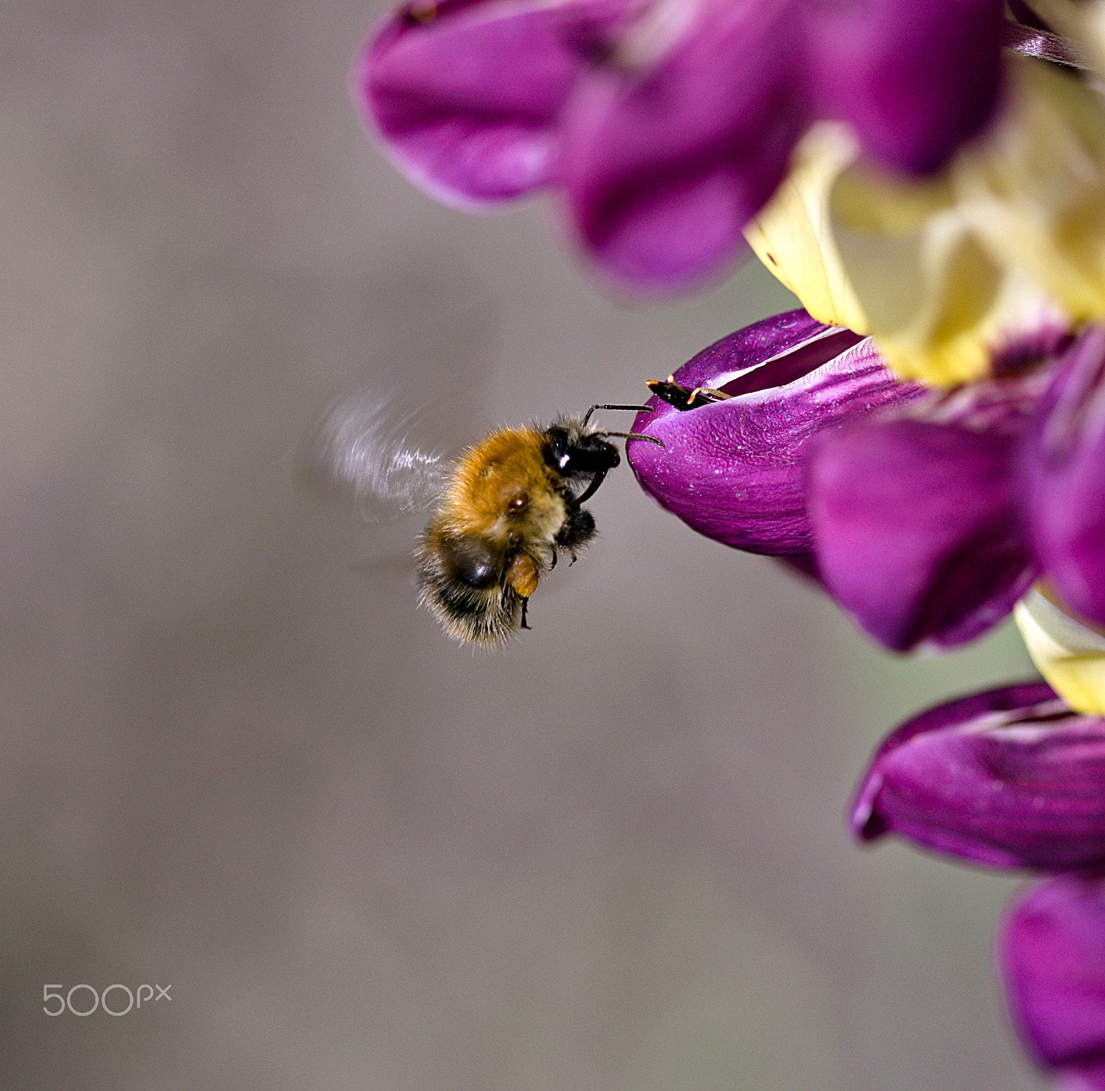 Canon EF 100mm F2.8 Macro USM sample photo. Hovering bee photography