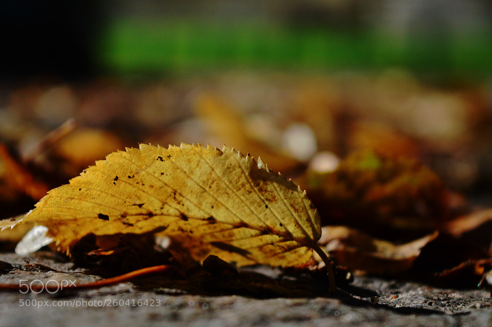 Nikon D3200 sample photo. Low vantage leaf photography
