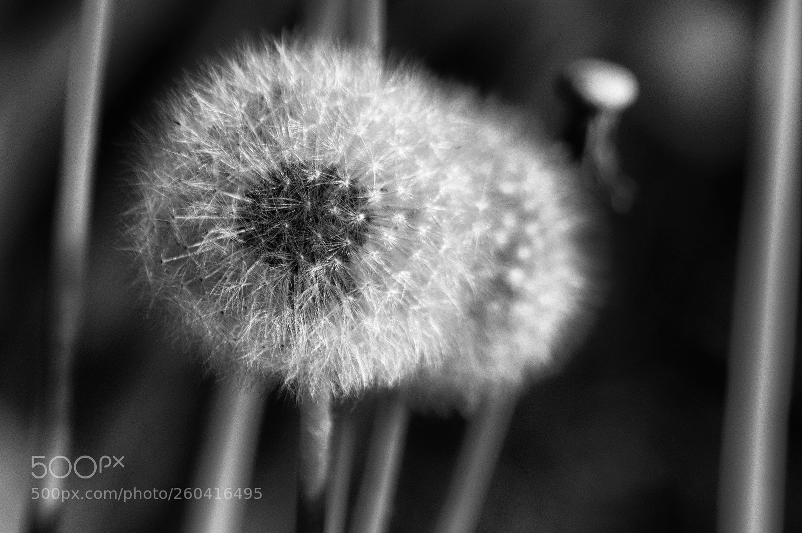 Pentax K-3 sample photo. Dandelion photography
