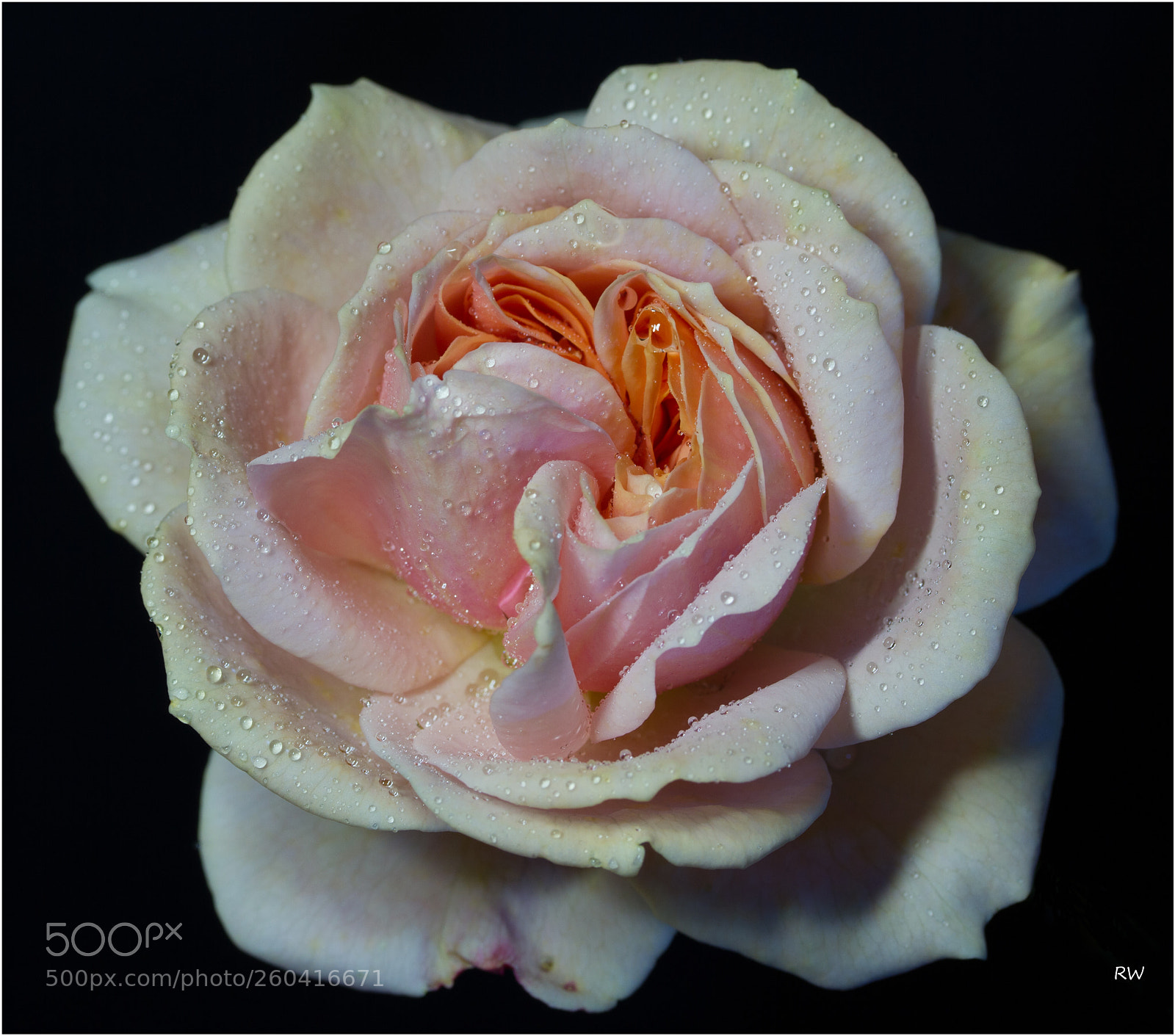Canon EOS 7D sample photo. Rose old english photography