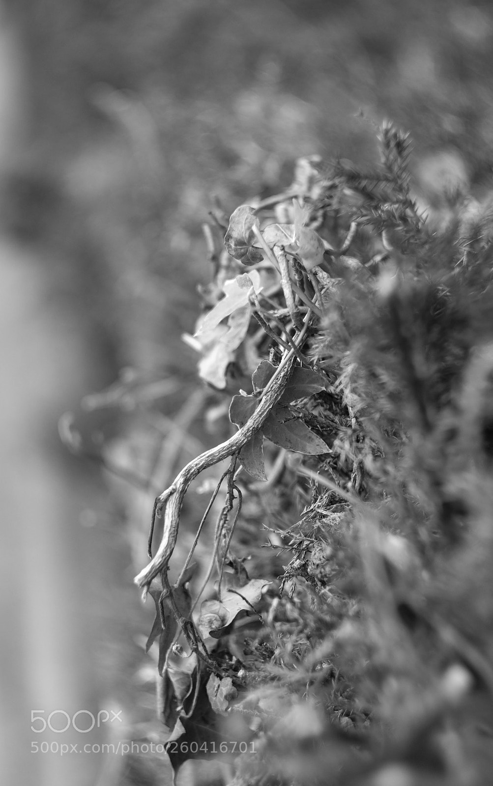 Fujifilm X-T1 sample photo. Shrubs photography