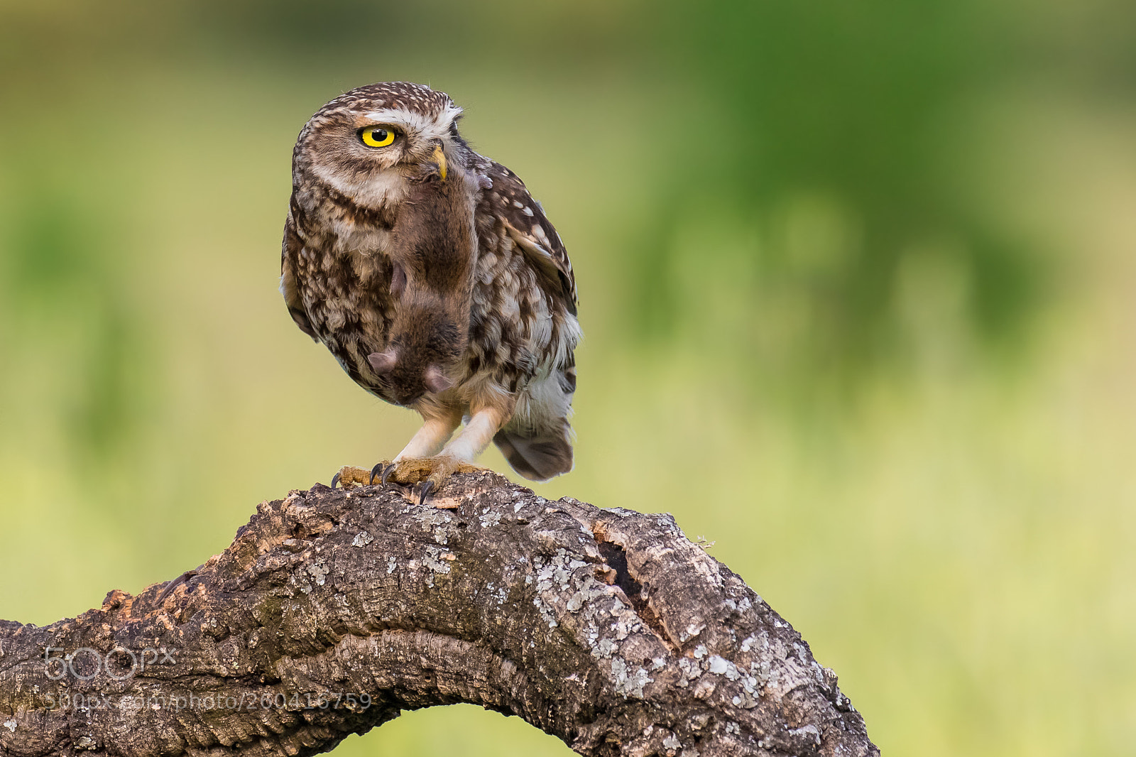 Canon EOS 7D Mark II sample photo. Little owl athene noctua photography