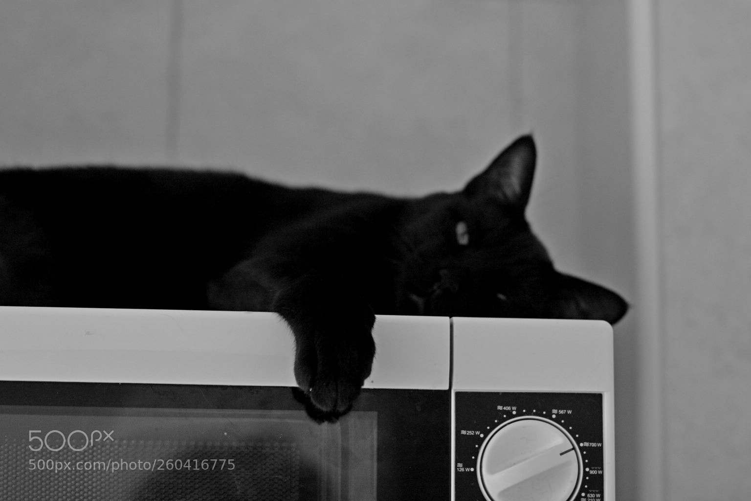 Canon EOS 20D sample photo. Microbebo photography