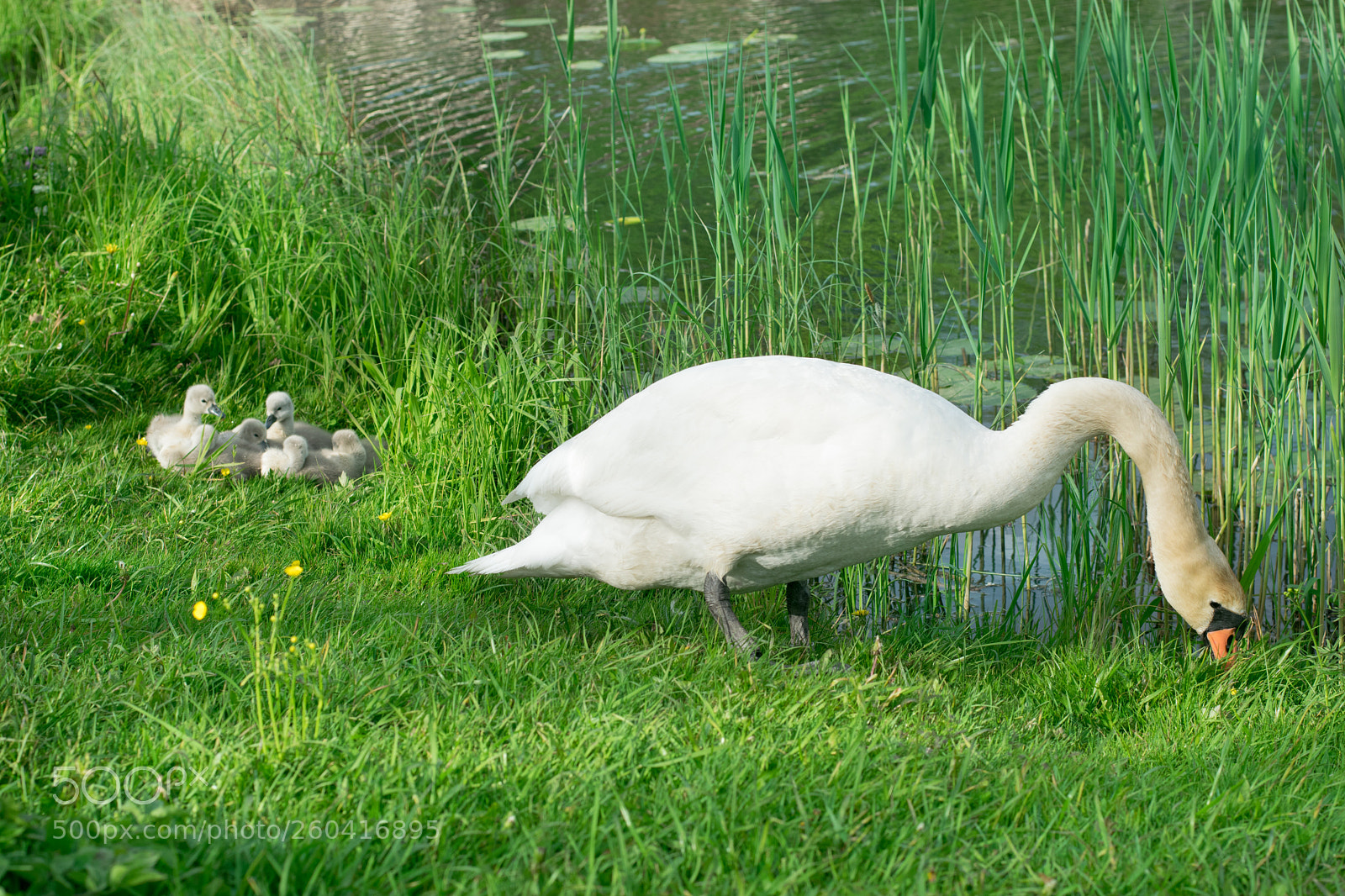 Nikon D3300 sample photo. Swan mom with kids photography