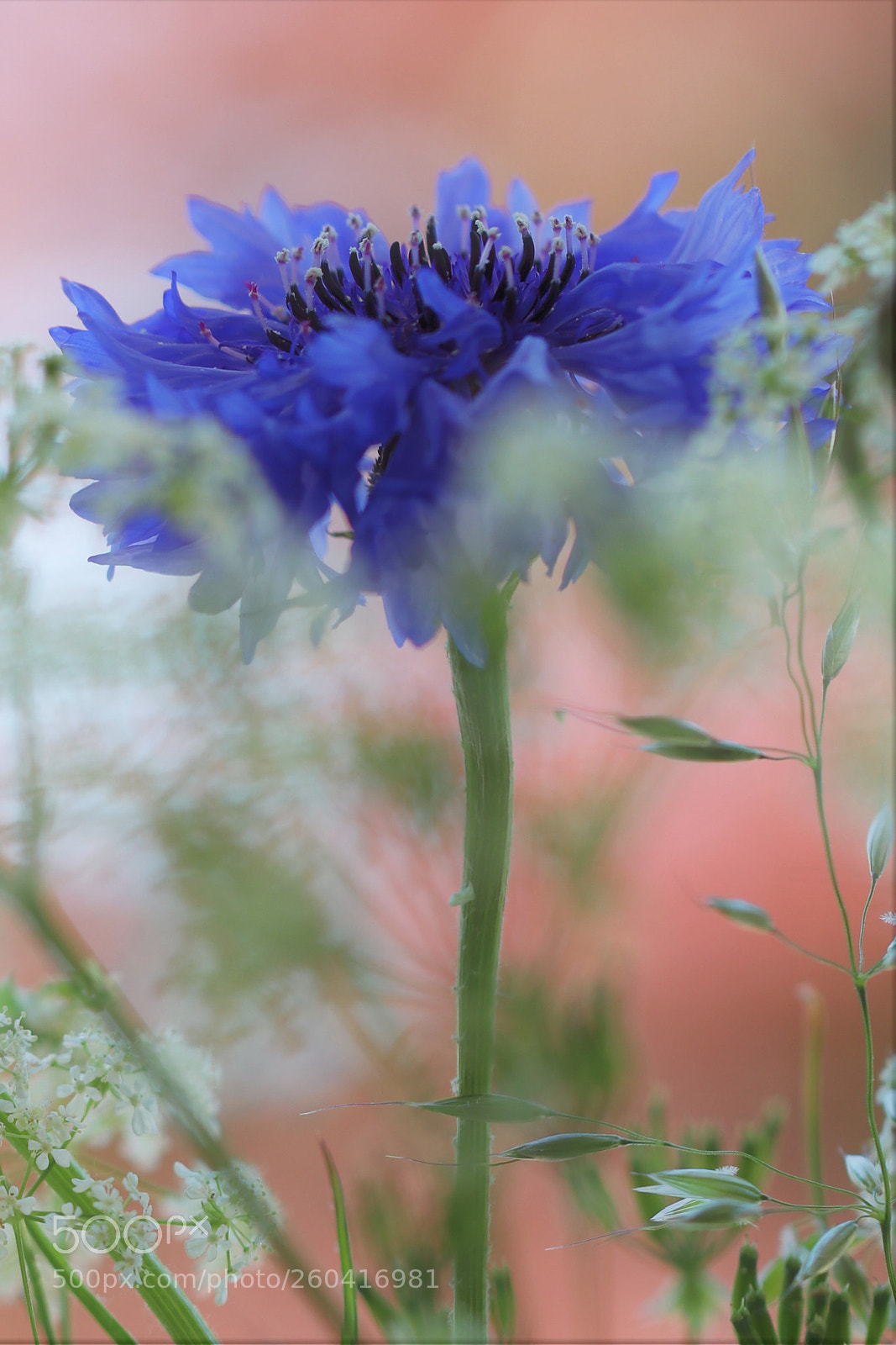 Canon EOS 80D sample photo. Centaurea cyanus photography