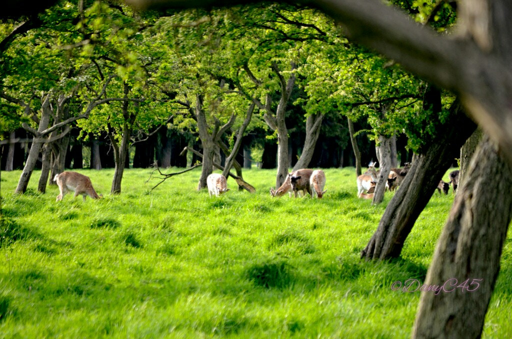 Nikon D5100 sample photo. 24 dublin photography