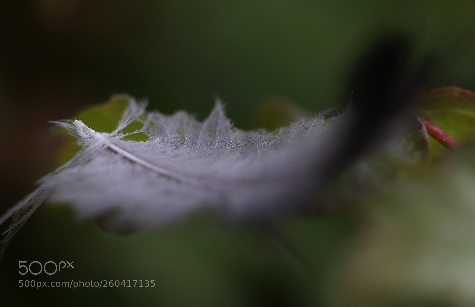 Canon EOS 77D (EOS 9000D / EOS 770D) sample photo. Lightness! photography